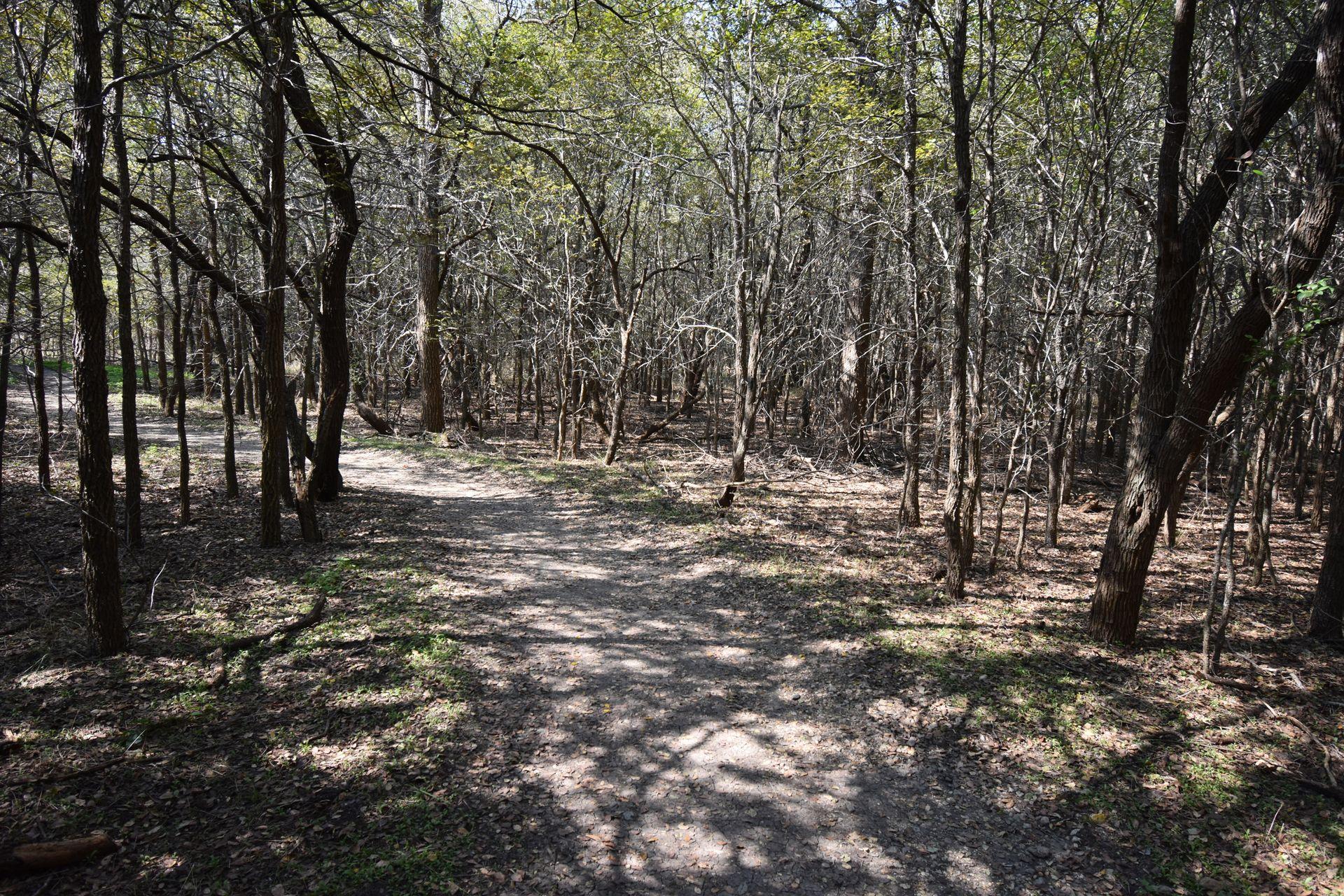 A trail through the woods. There are several trees with very little leaves.