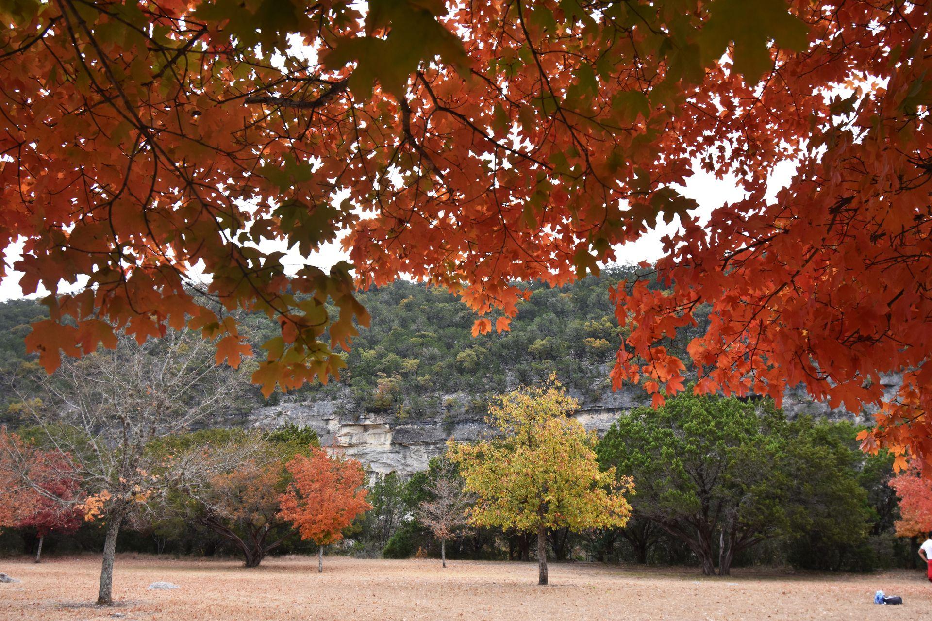 Colorful red, yellow and orange foliage at Lost Maples State Natural Area.