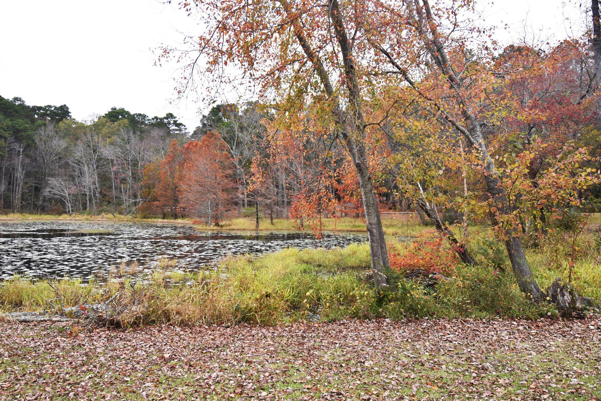A lake surrounded by colorful fall foliage in Daingerfield State Park.