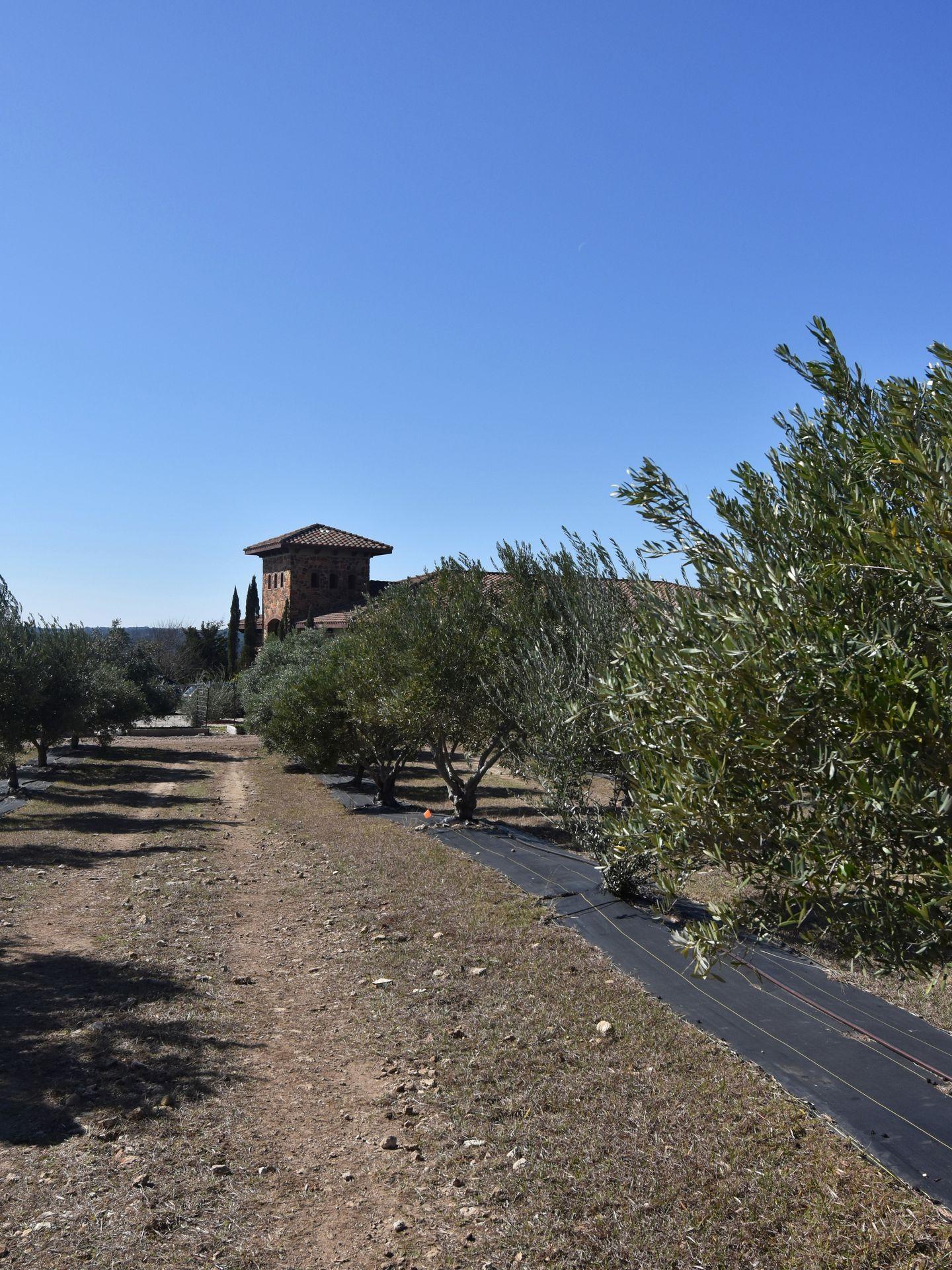 Looking down a row of olive trees with a building in the distance at the Texas Hill country Olive Co