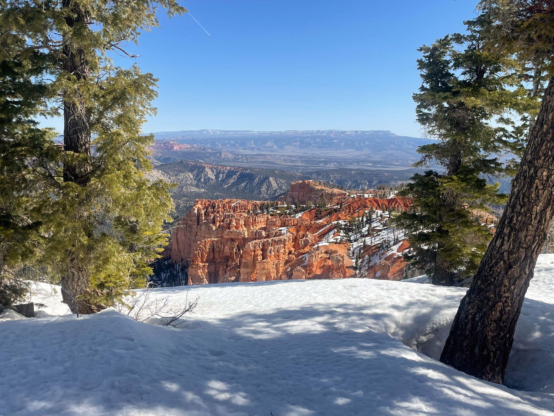 Looking out at a canyon between trees on a snow-covered Bristlecone Loop Trail
