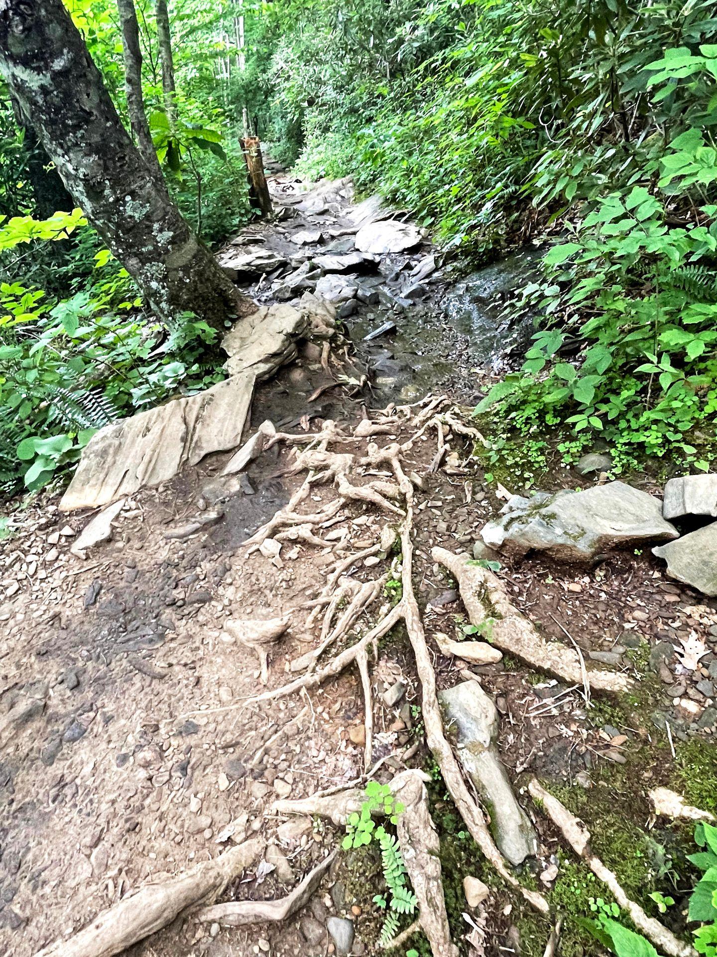 A steep trail leading to Crabtree Falls.