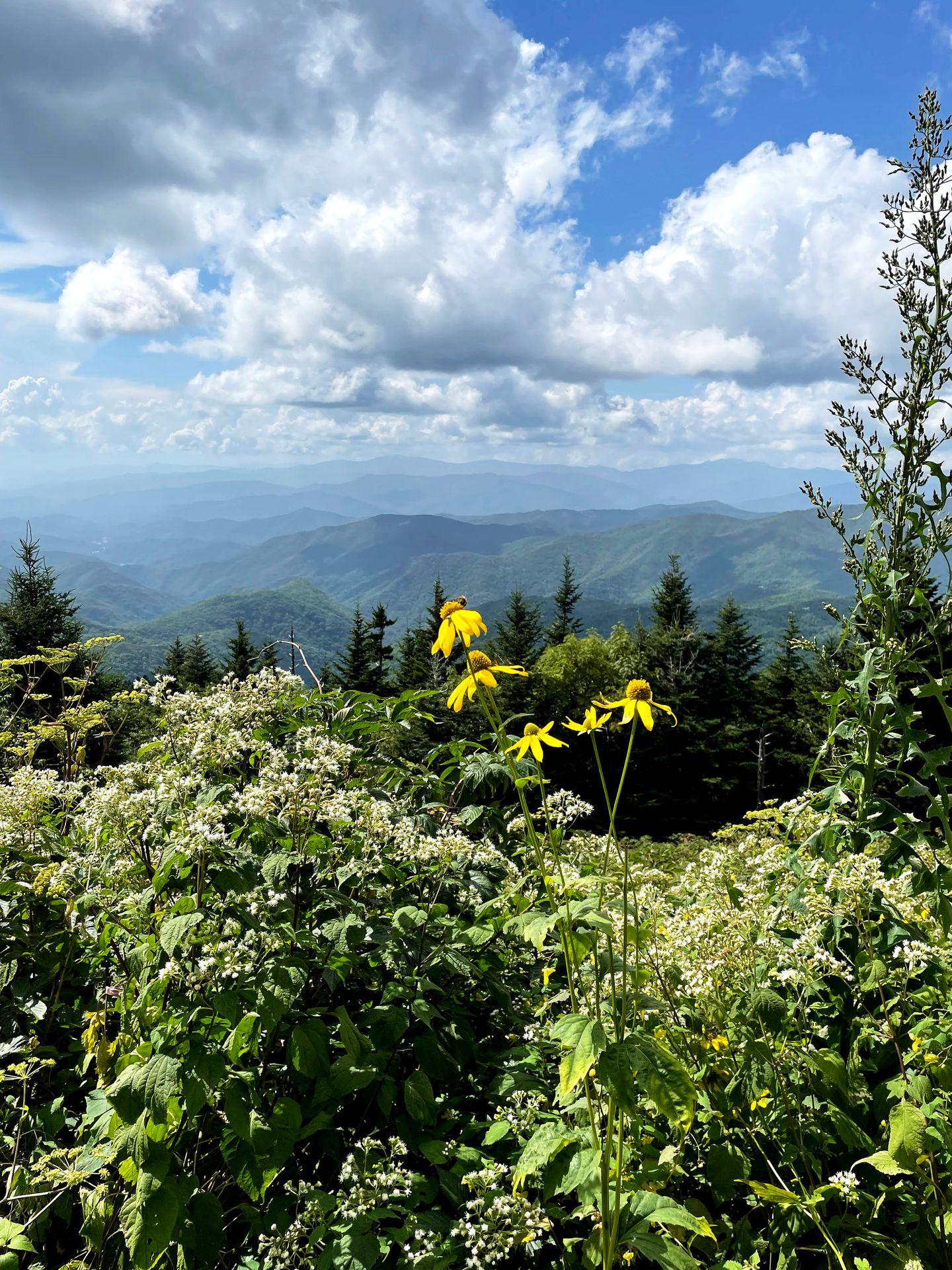 A view of the Blue Ridge Mountains with yellow flowers in the foreground.