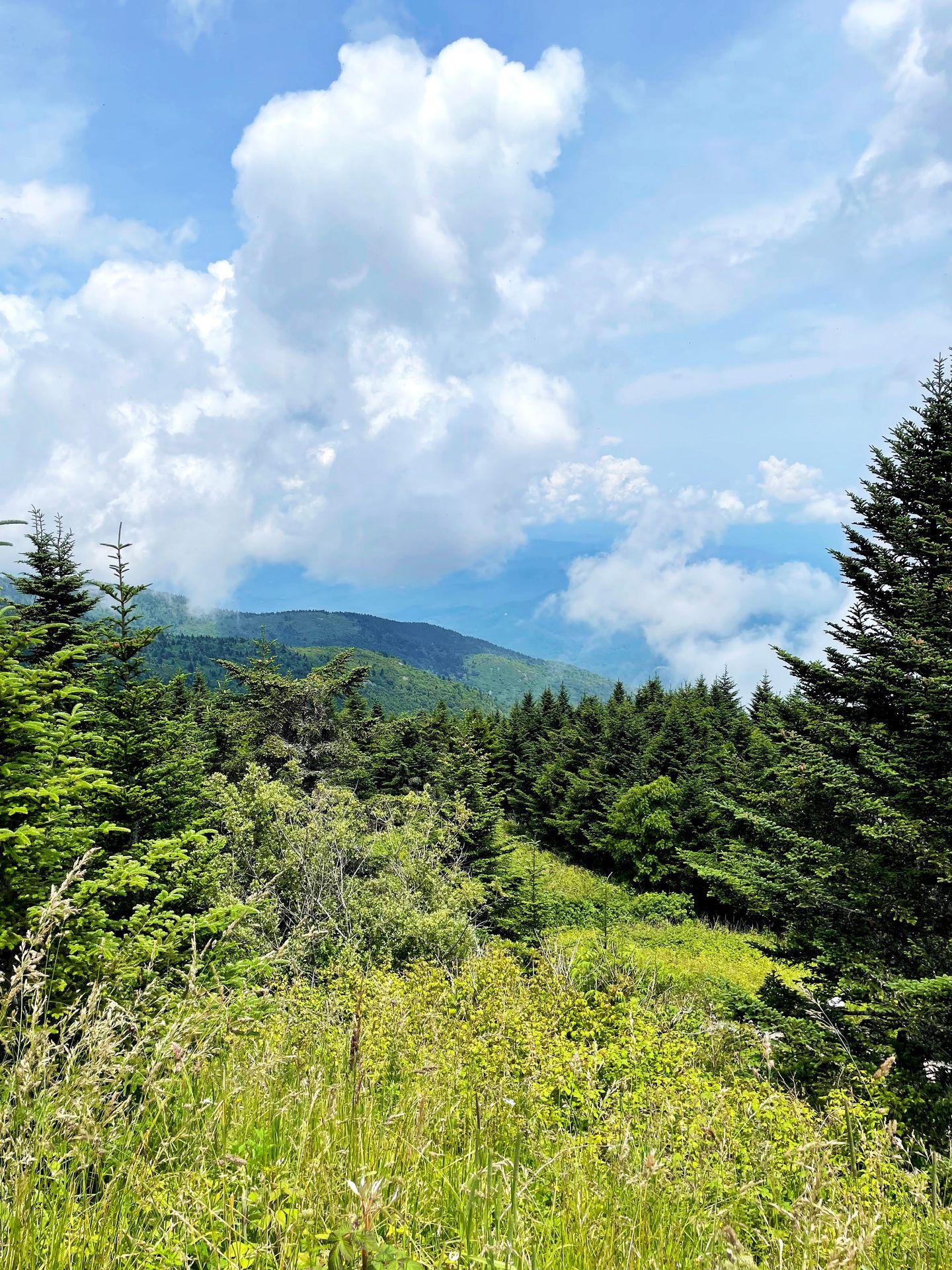 A view of a mountain and trees from Mount Mitchell.