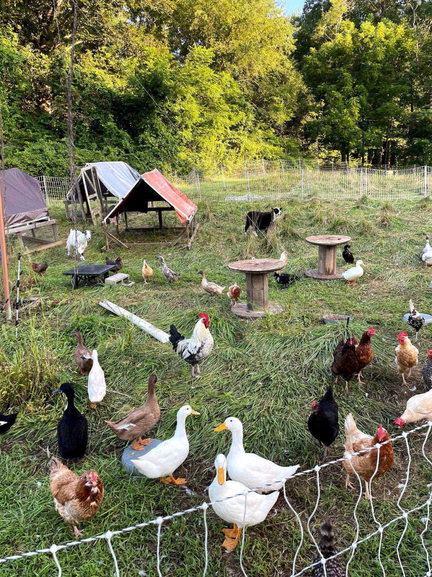 A group of chickens, ducks and goats at Sideways Farm and Brewery.