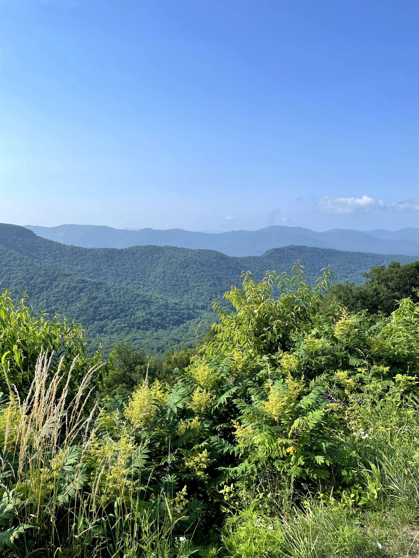 A view of the Blue Ridge Mountains with greenery in the foreground.