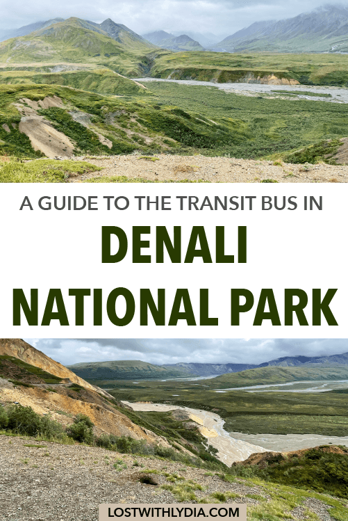 A guide to choosing between the Denali transit bus and the Denali narrated bus tour for your visit to Denali National Park!
