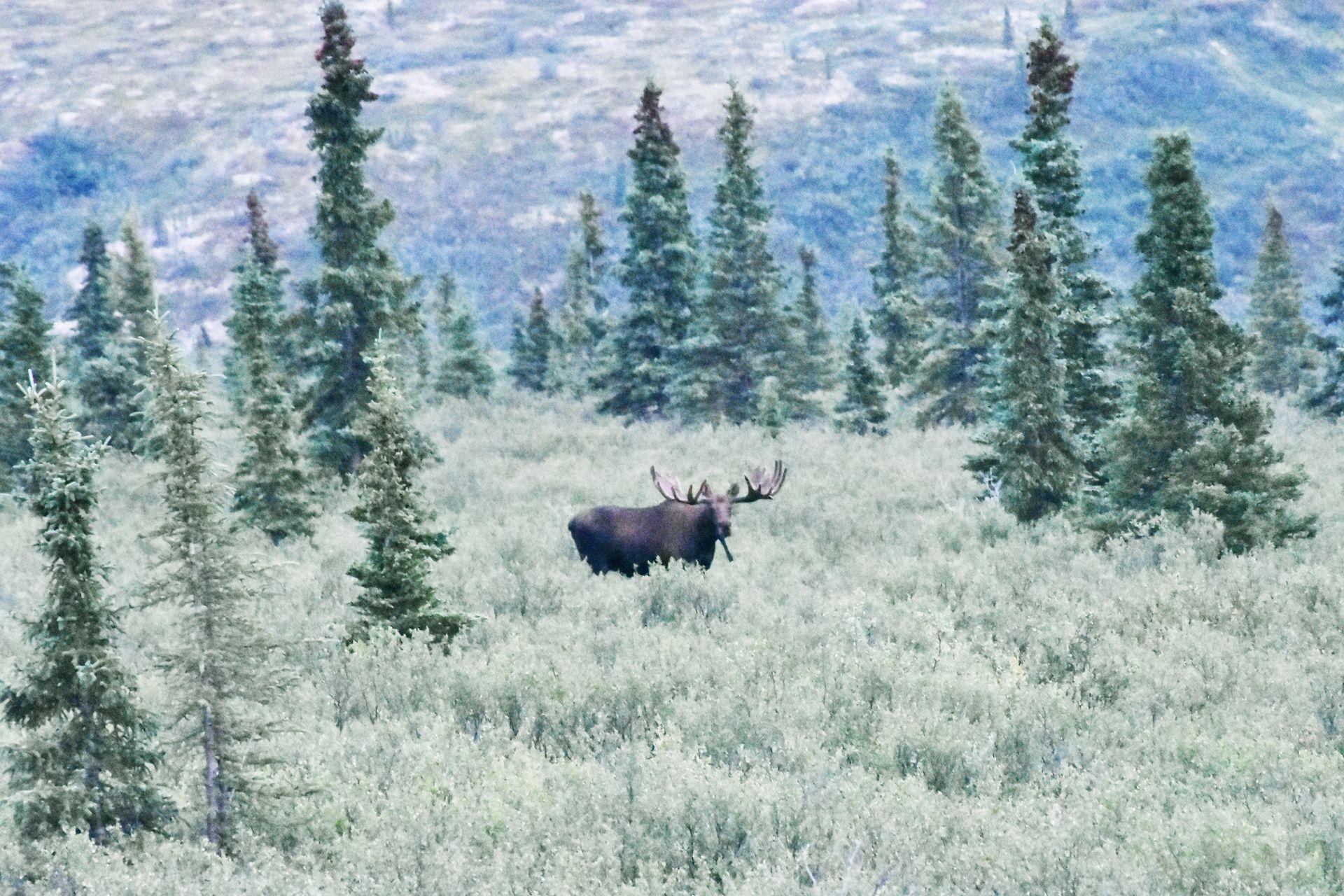 A moose surrounded by trees in Denali National Park