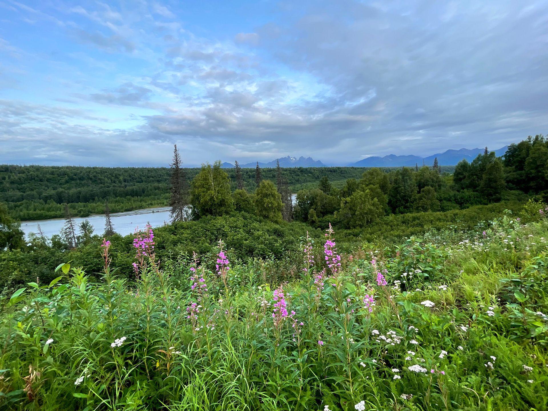 A view of greenery and wildflowers, a river and moutains in the distnace from the Denali State Park southern viewpoint.