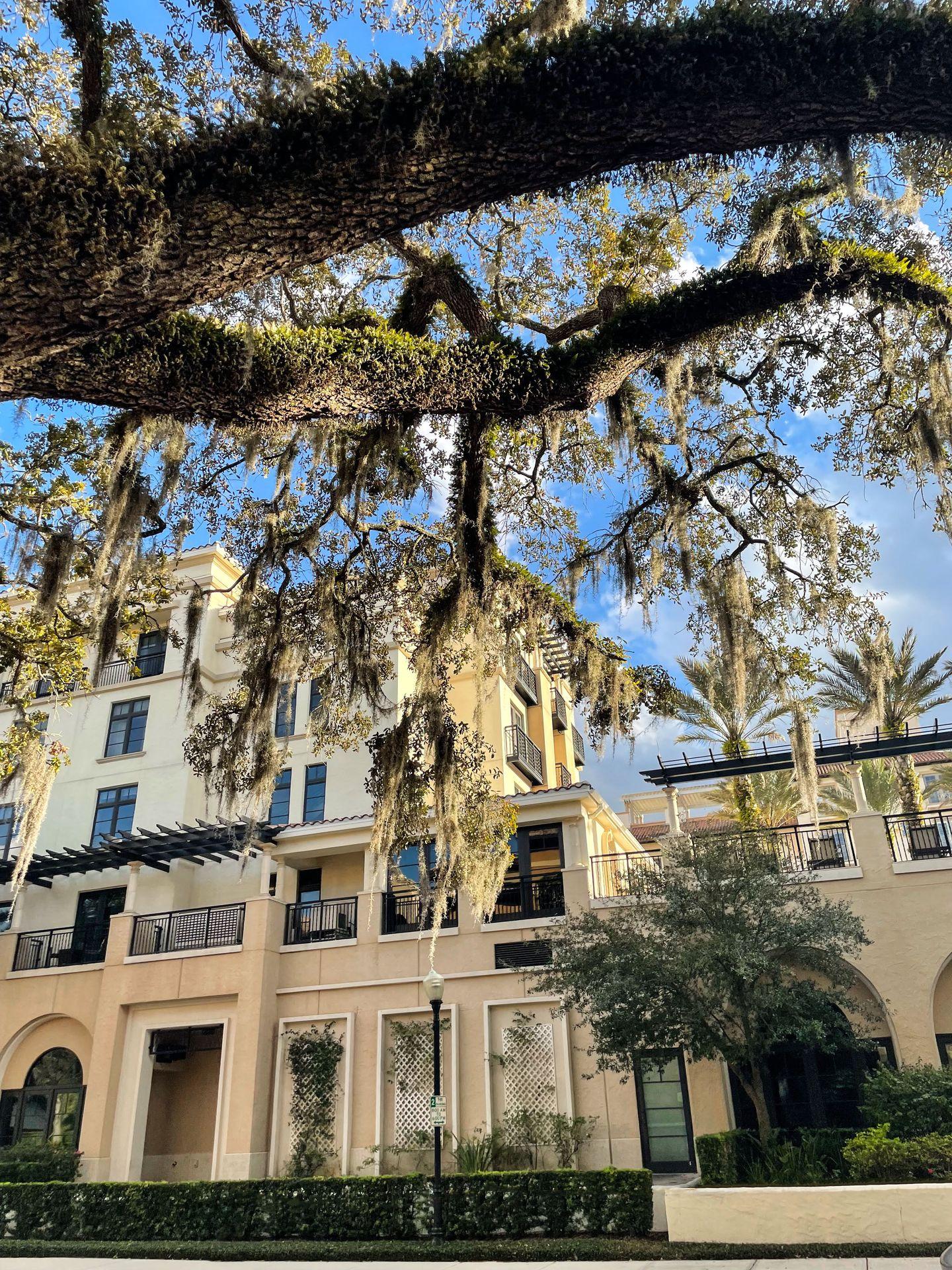 A cream building behind a tree hanging with spanish moss.
