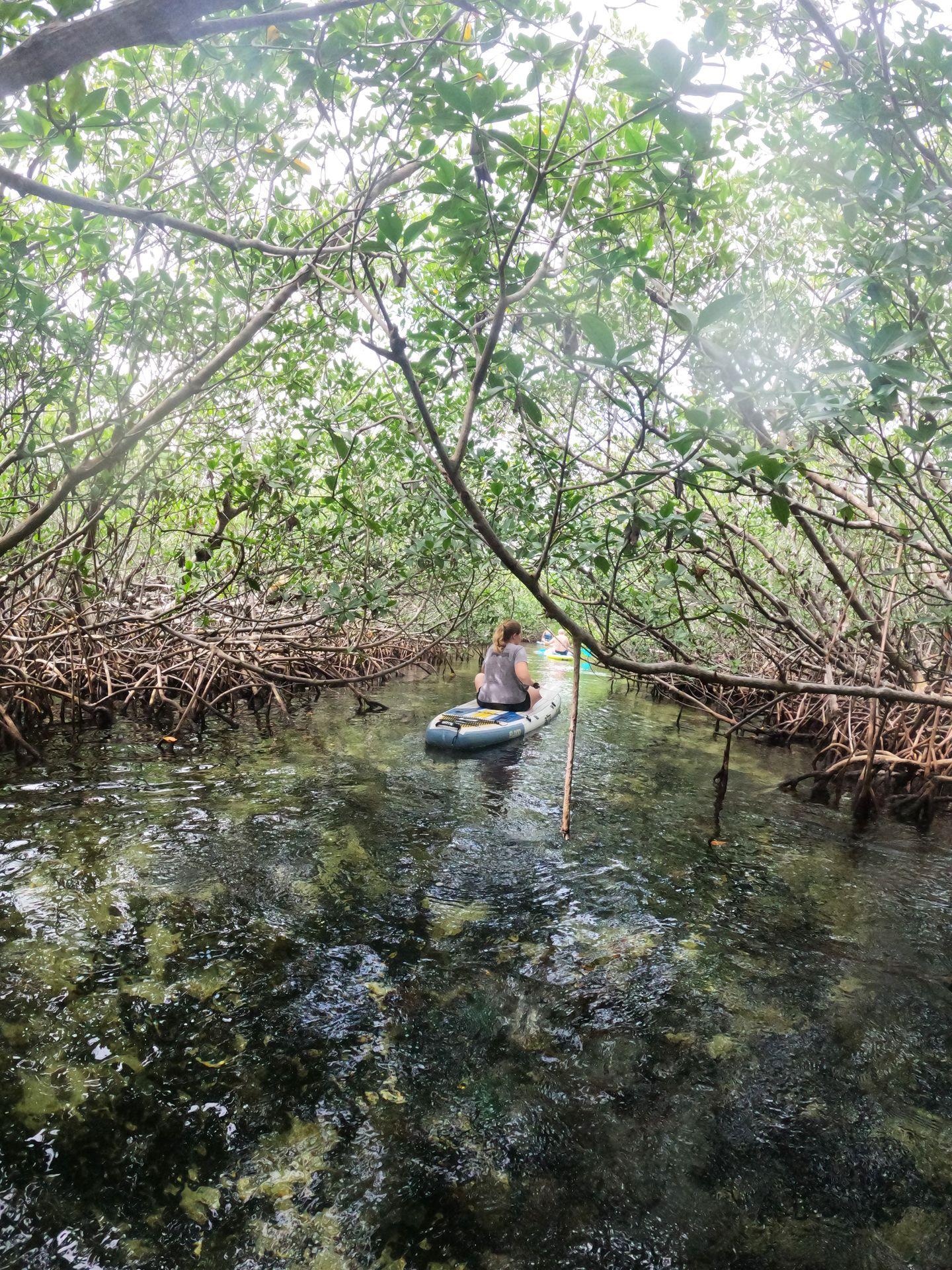 Lydia sitting on a paddle board floating through a mangrove tree tunnel