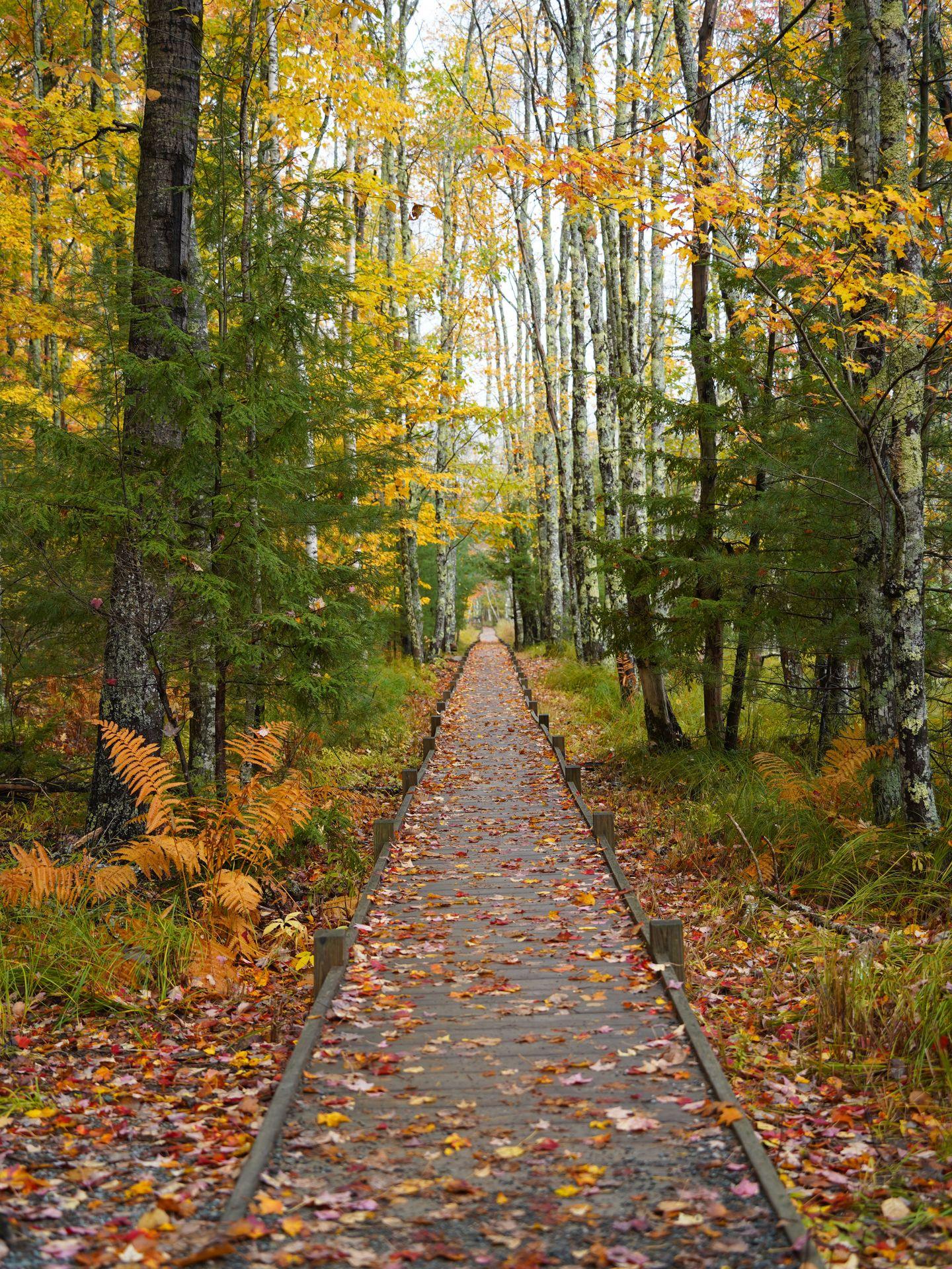 Looking down the boardwalk of the Jesup Path, surrounded by fall foliage