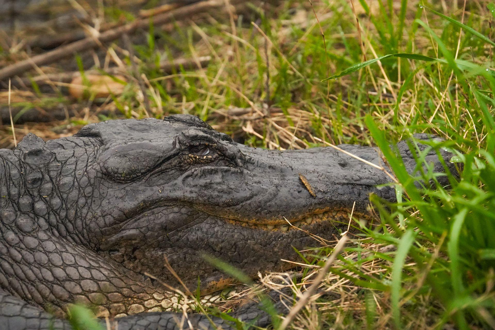 A close up view of an alligator in Brazos Bend