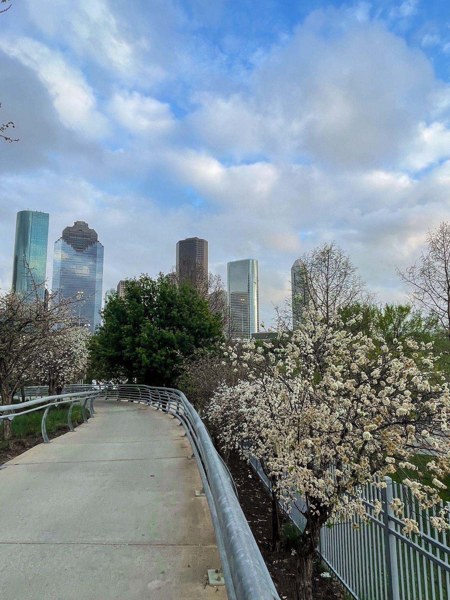A path with a flowering tree and a city view at Buffalo Bayou Park