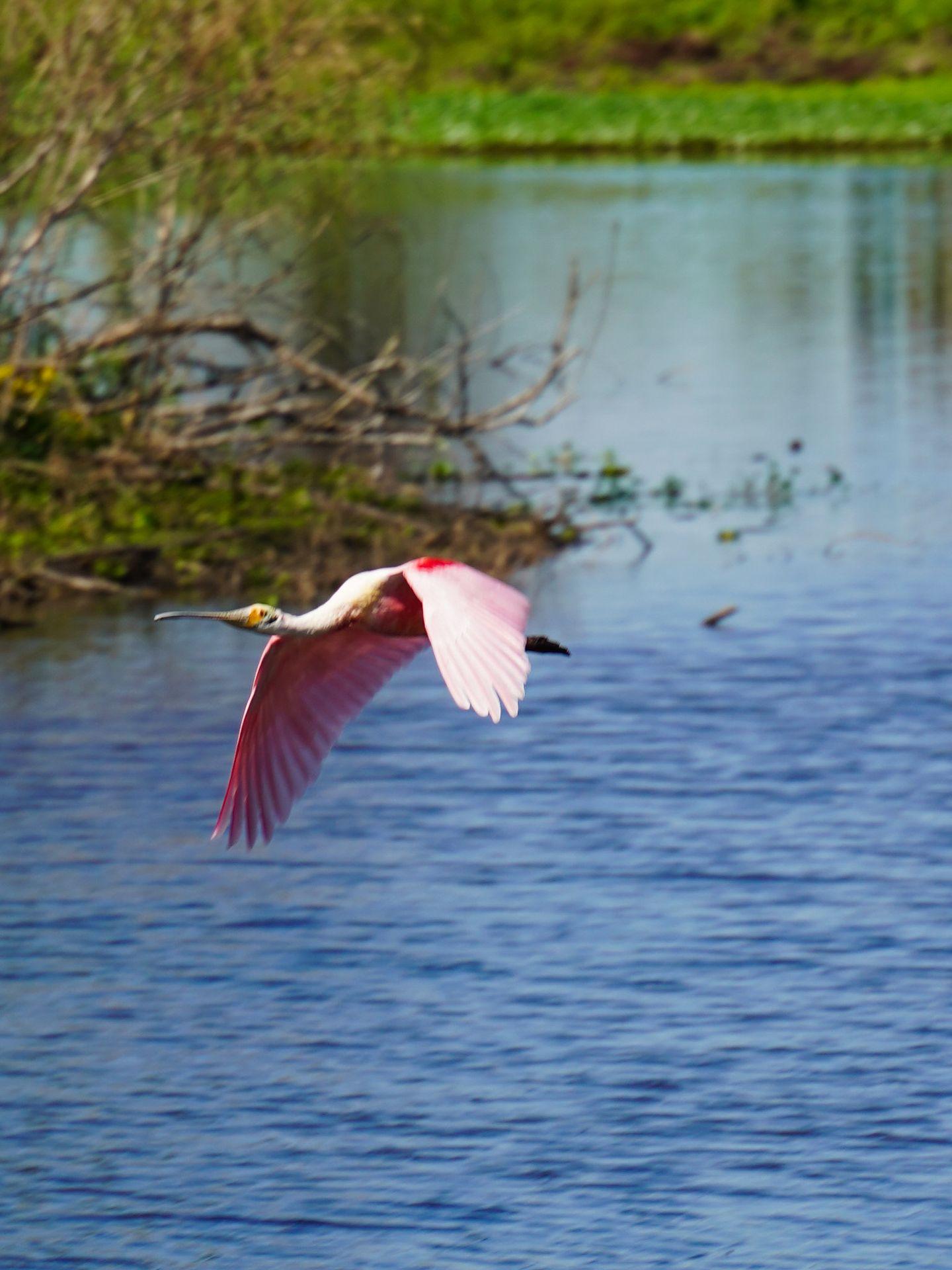 A pink spoonbill flying by in Brazos Bend