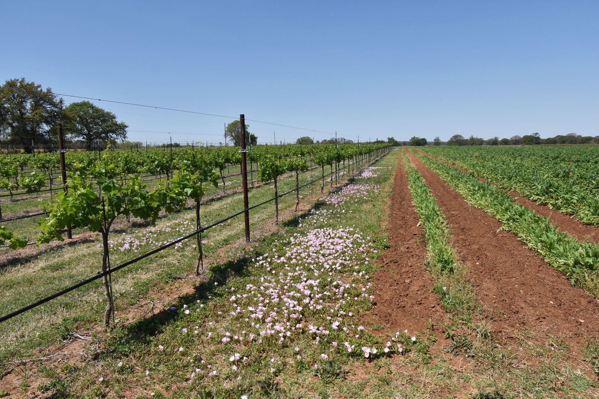 A view of grape growing in the vineyards at Becker Vineyards. There are some pink flowers between the rows of plants.