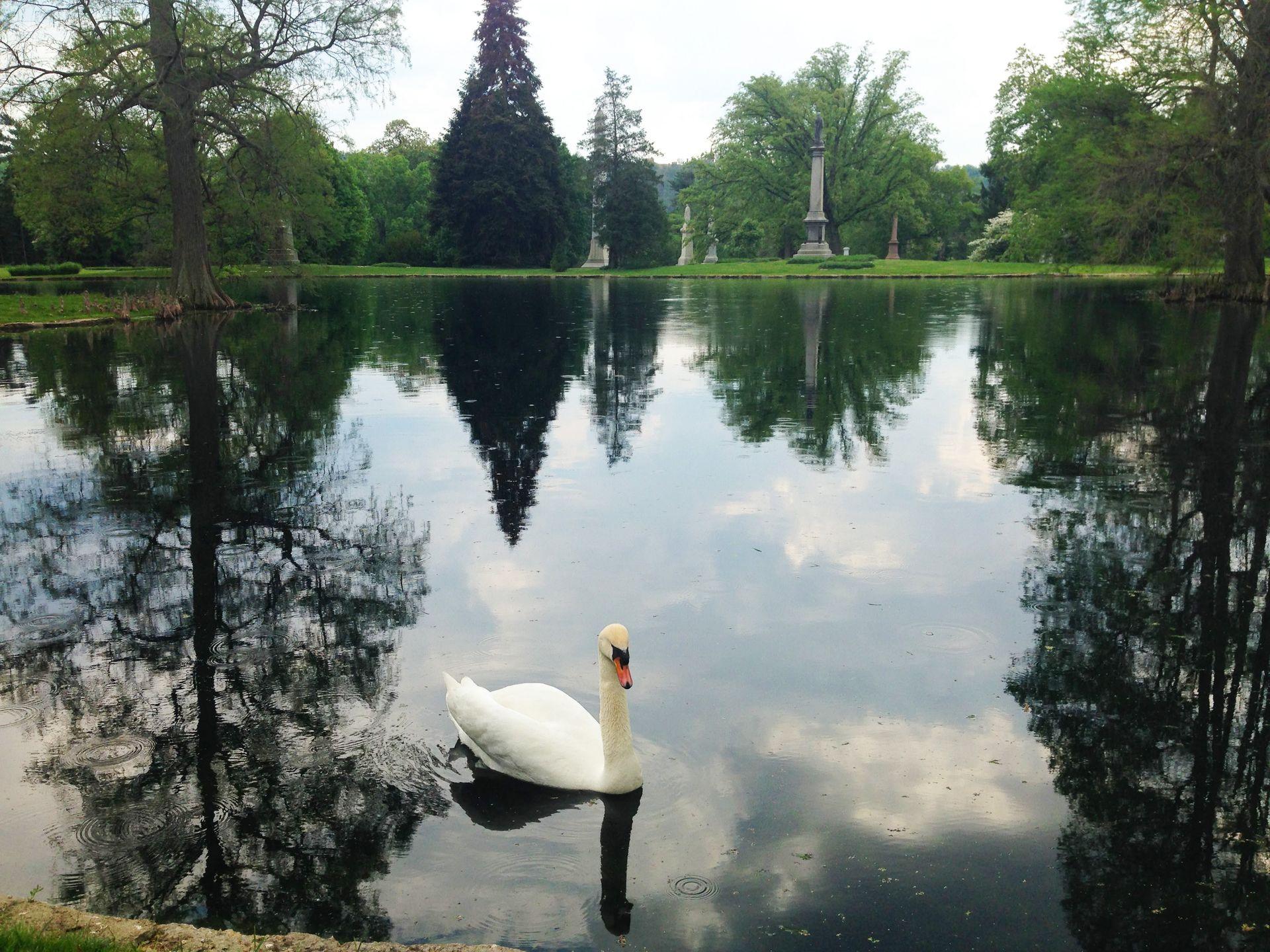 A swan in a lake at Spring Grove Cemetery. There are some tombstones across the pond in the background.