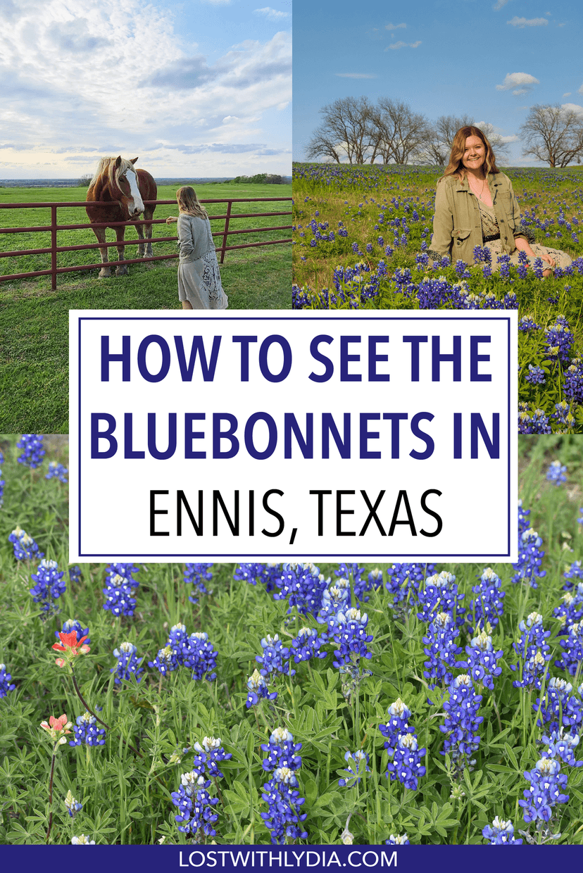 Everything you need to know for visiting the Ennis Bluebonnet trail in Texas! Plan a trip to Ennis next April for the some of the best bluebonnets in Texas.