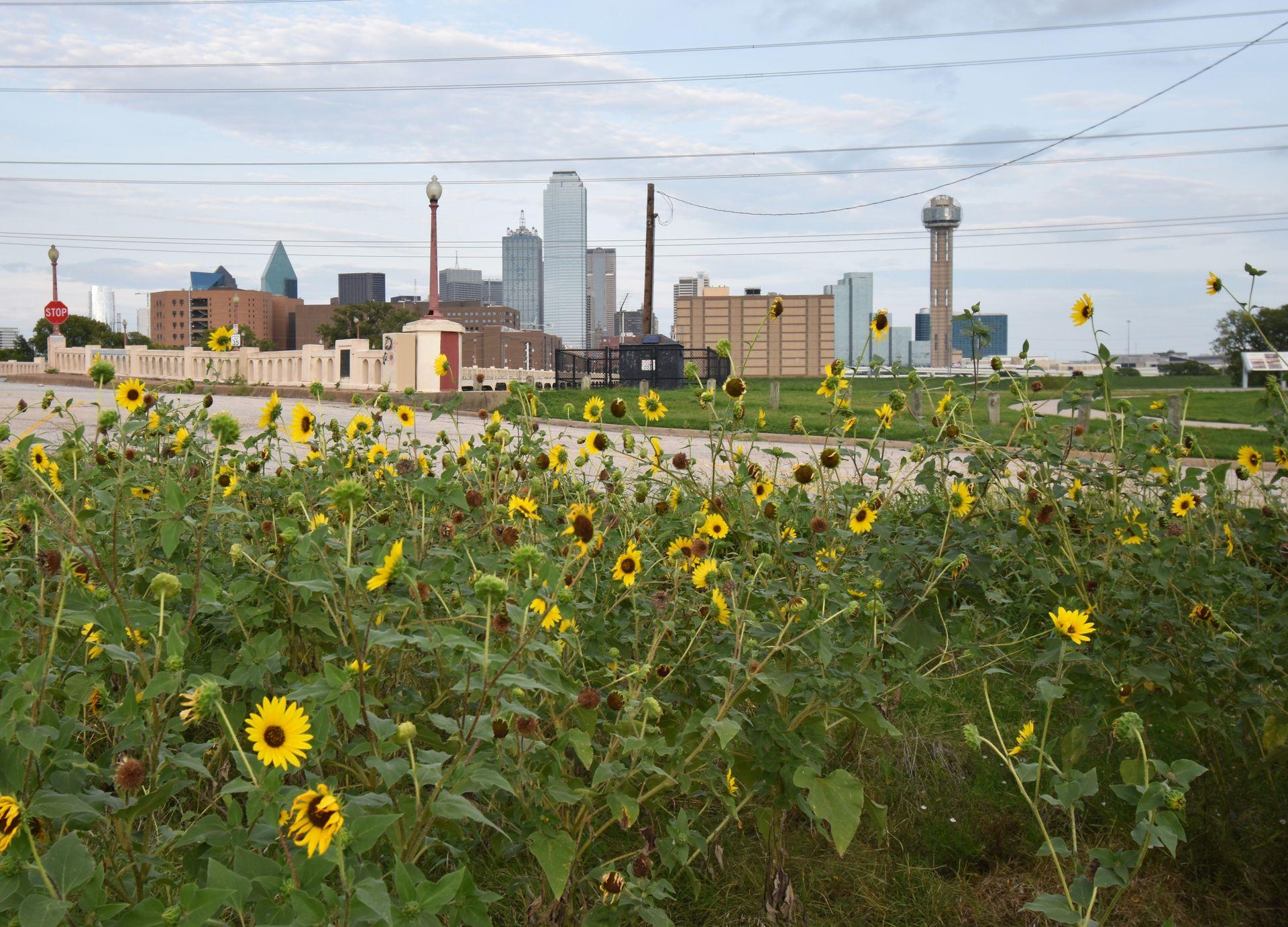 A close up view of sunflowers with the Dallas skyline, including Reunion Tower on the right side, in the background.