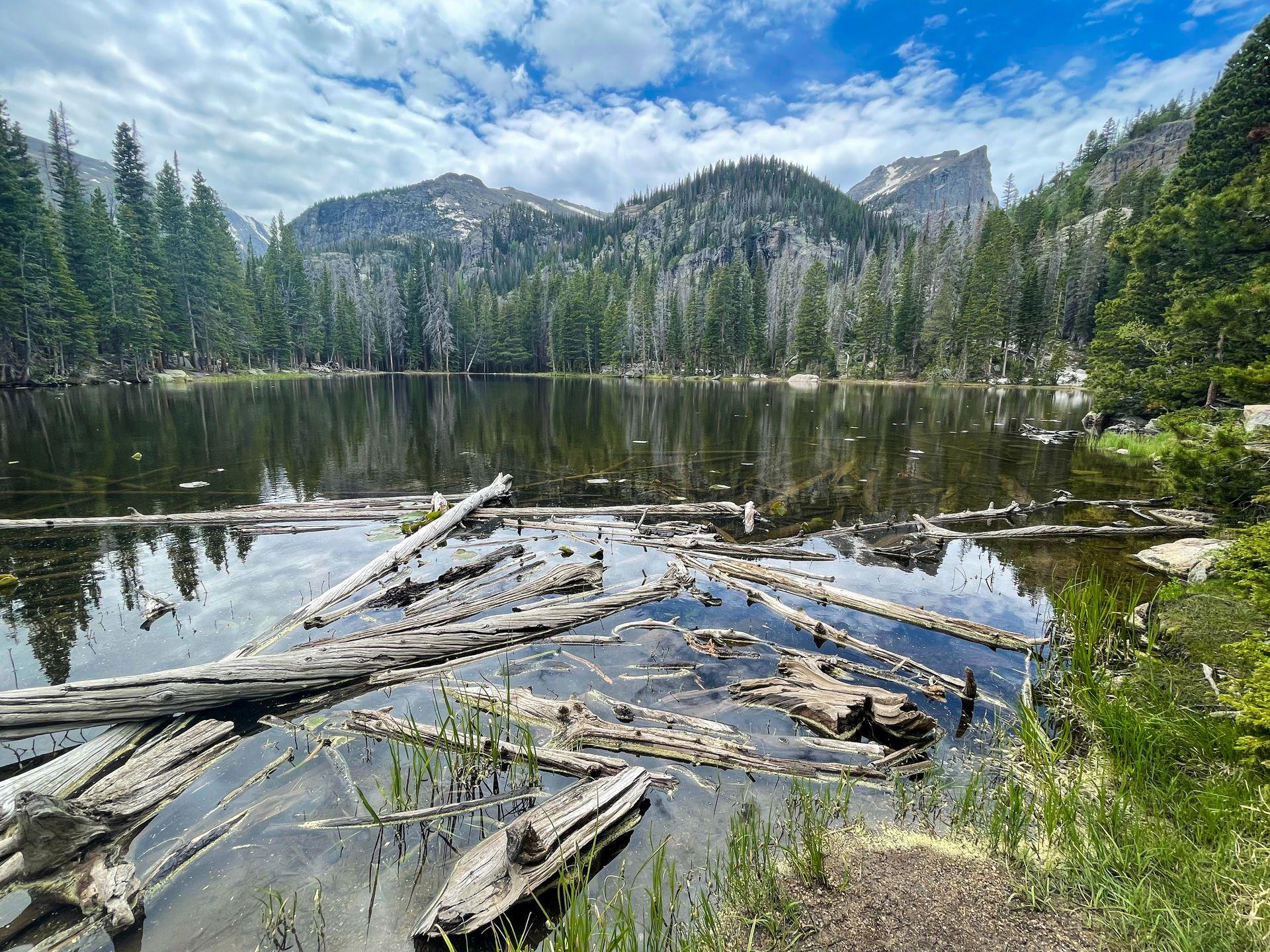 A lake surrounded by pine trees and mountains in the distance. Several logs are laying in the water.