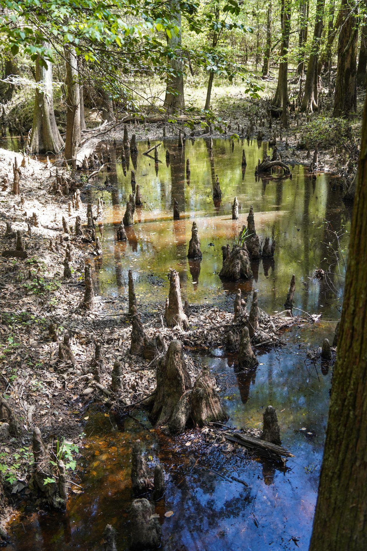 Several "cypress knee" sticking out of some water in Big Thicket National Preserve.
