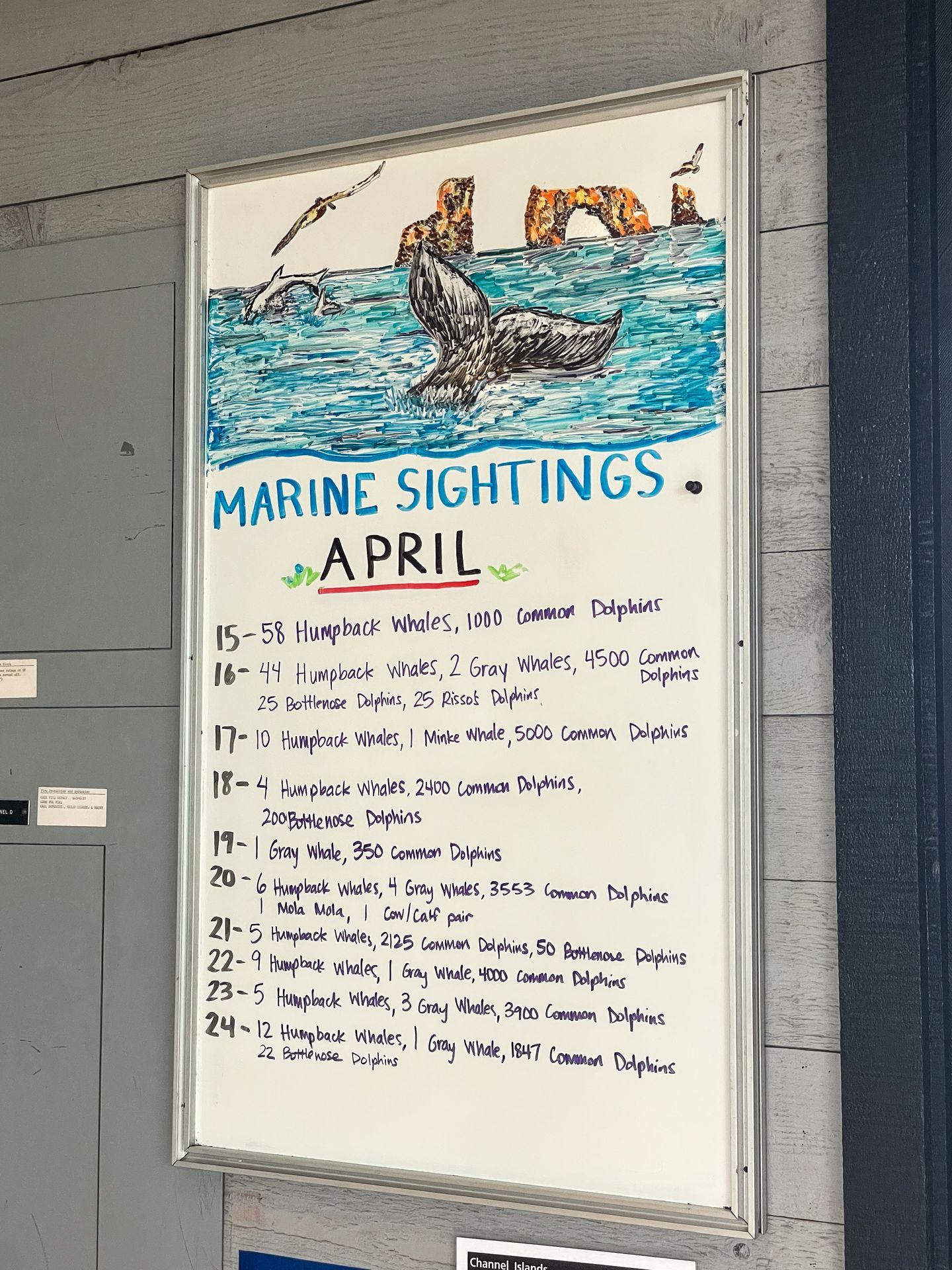A whiteboard that lists recent numbers of whales, dolphins and more seen from the Channel Islands ferries