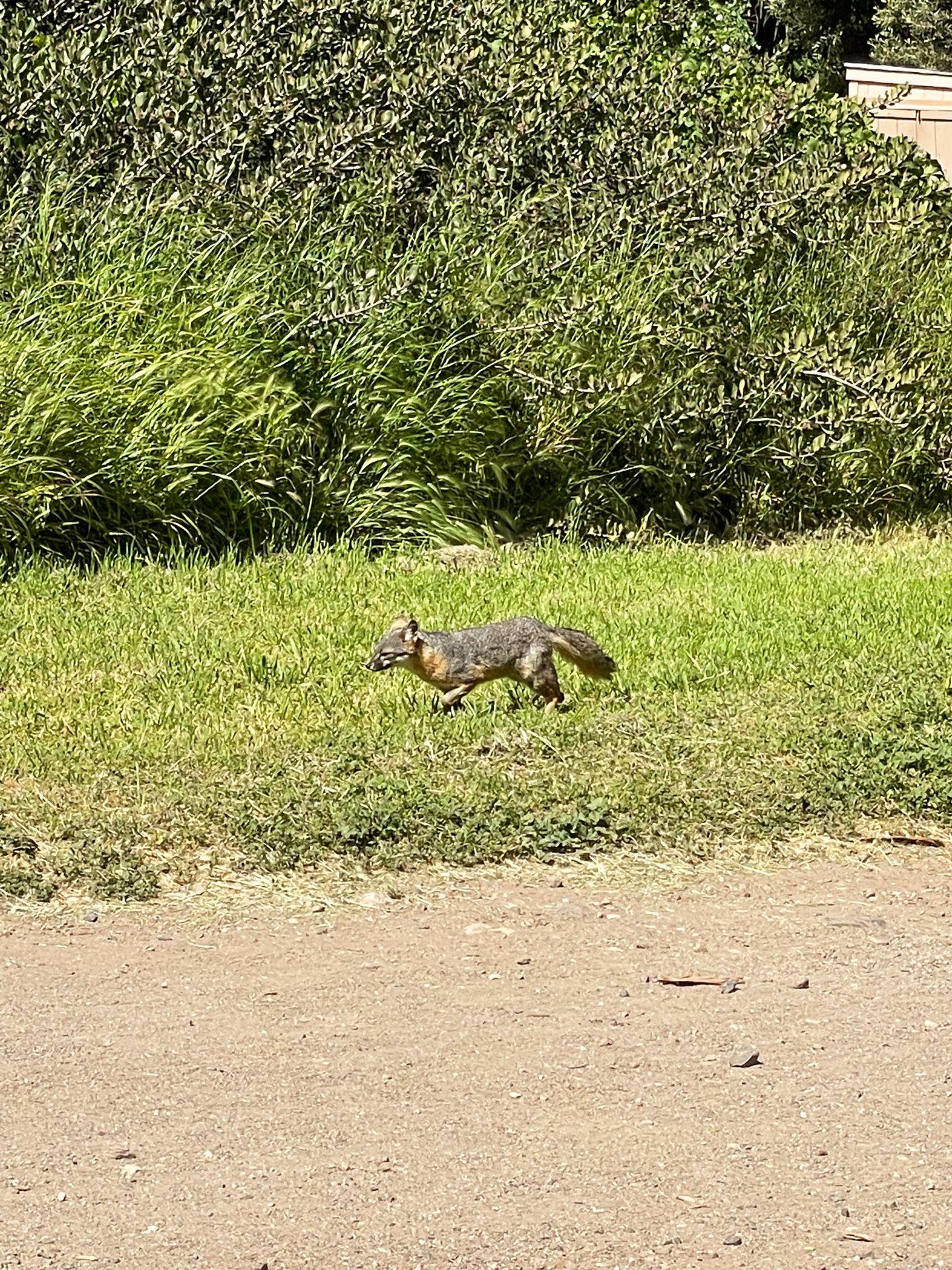 A miniature fox on Santa Cruz Island