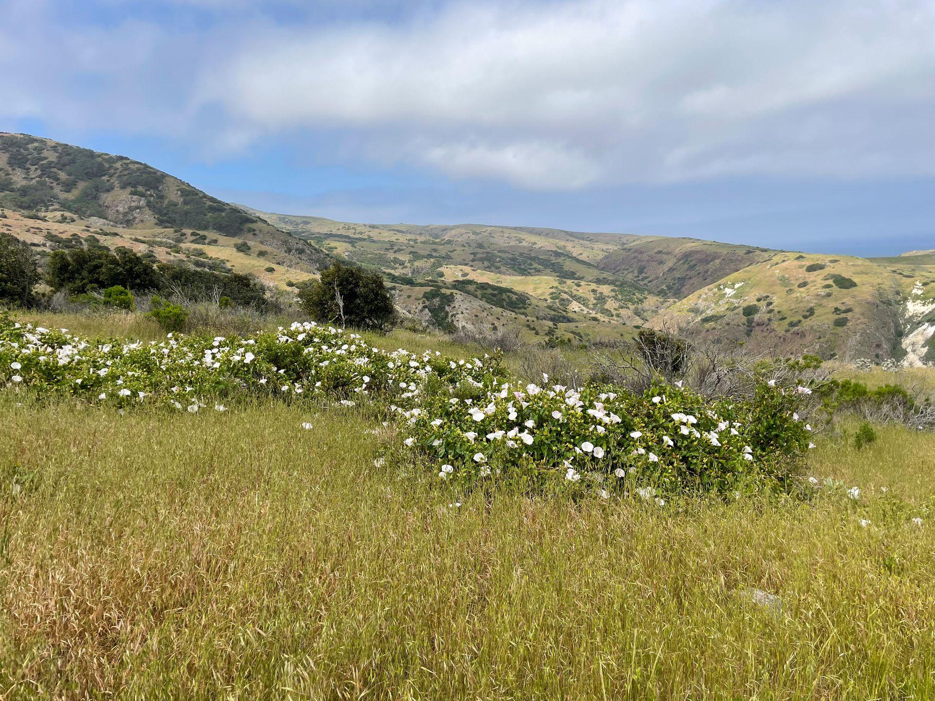 White flowers and green hills in the distance seen while hiking on Santa Cruz Island