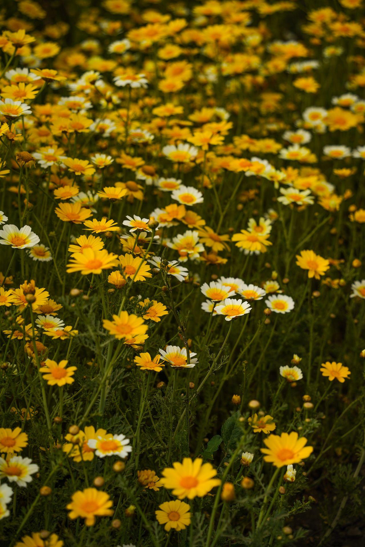 A close up view of many yellow flowers in Ventura