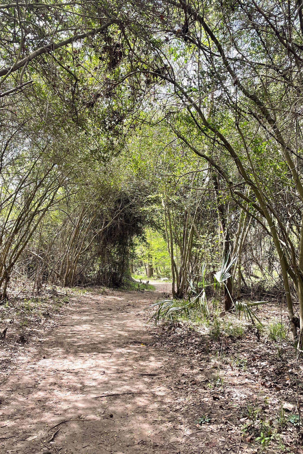 A flat path surrounded by trees on the Spring Creek Nature Trail