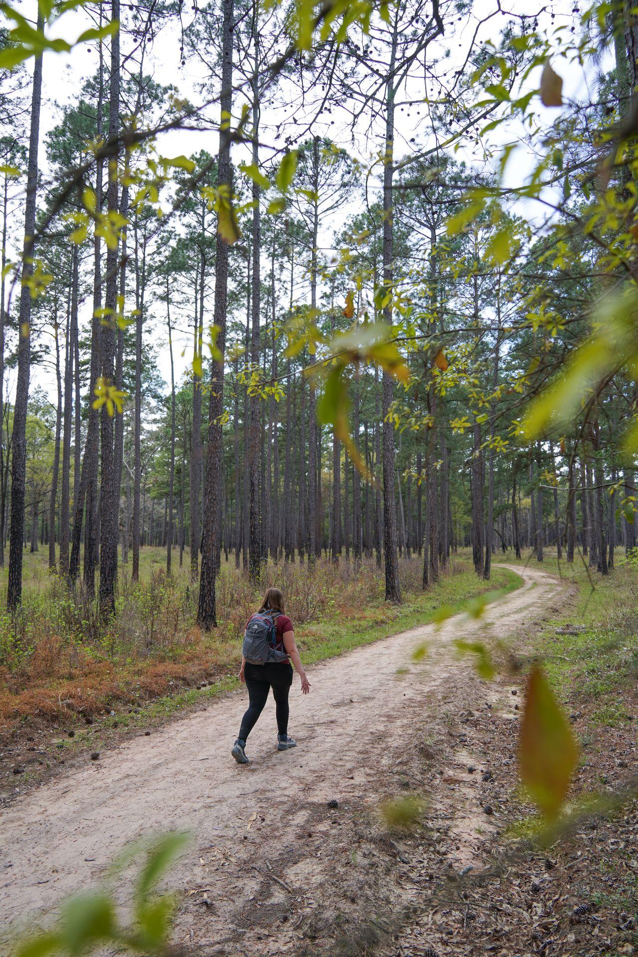 Lydia hiking among tall trees in W G Jones State Forest