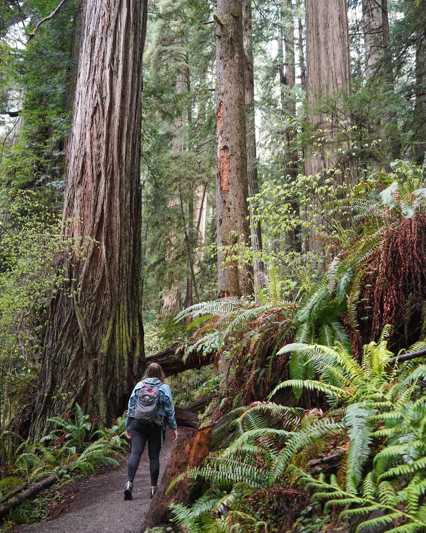 Have you been to Redwoods National and State Parks?