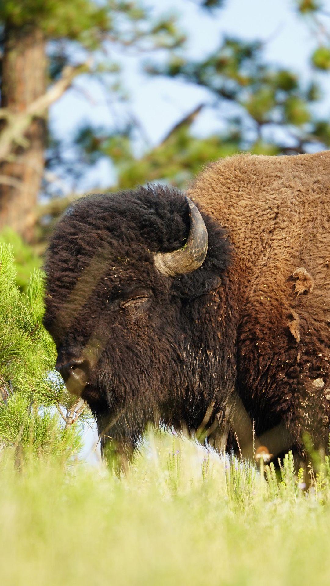 Pulse quickening, palms sweating…. Do you feel more excited or nervous when you see wildlife while hiking? 
