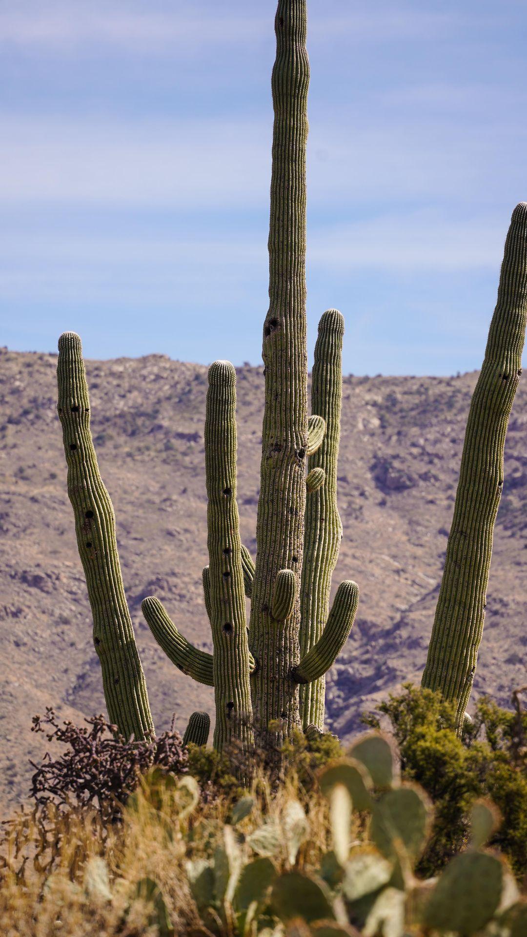 Saguaro National Park is known for its stunning saguaro cacti - they are the largest cacti in the United States and can live to be 150+ years old! 🌵