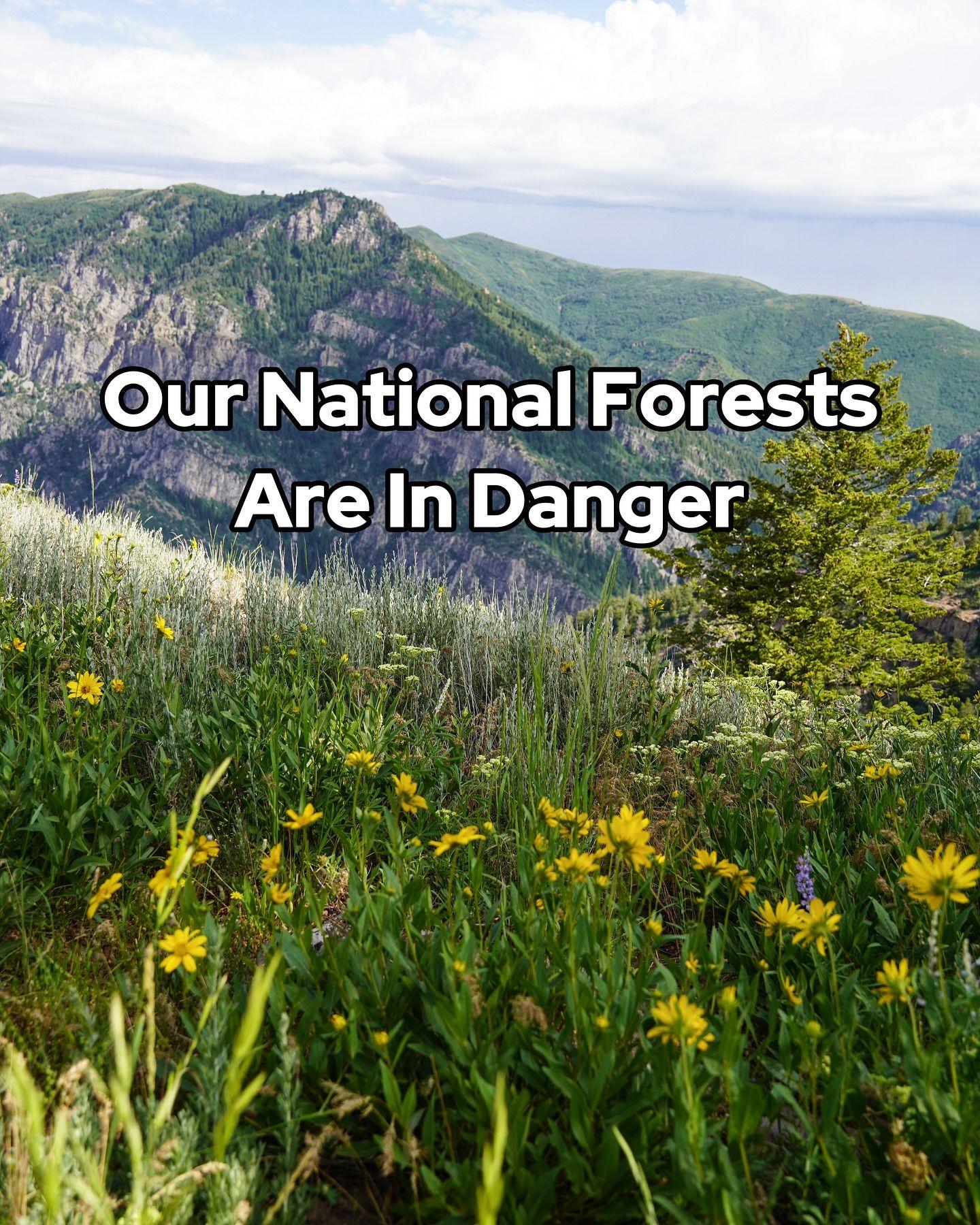 Our national forests are at a much higher risk than they were a few weeks ago 😢