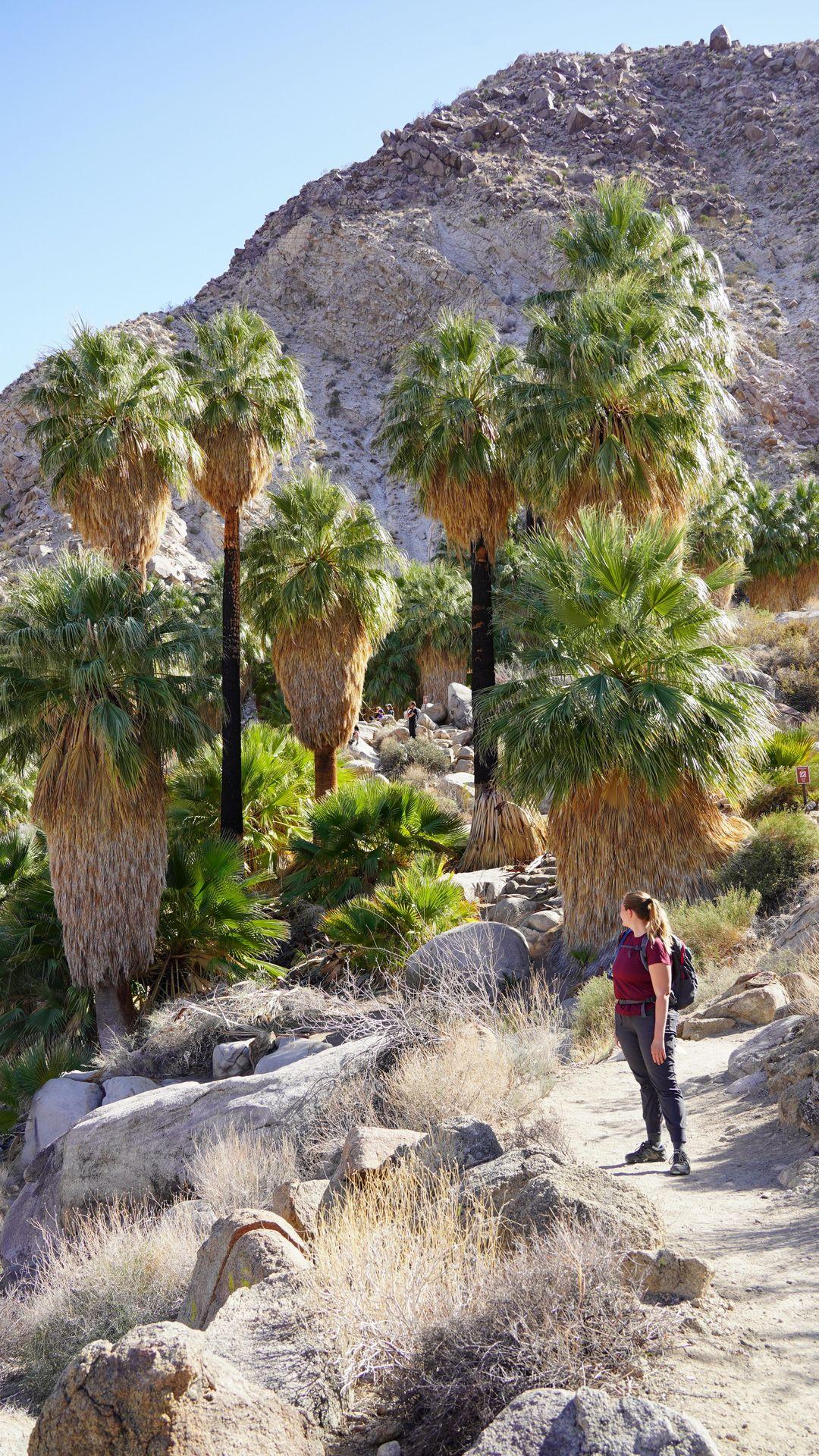 Last year, I completed my goal to hike in all 50 states. Now I’m on a mission to visit all 63 US national parks and I’m taking you along the journey! I’ve been to 47 national parks so far, and this is a series where I share a guide to visiting each one. 
