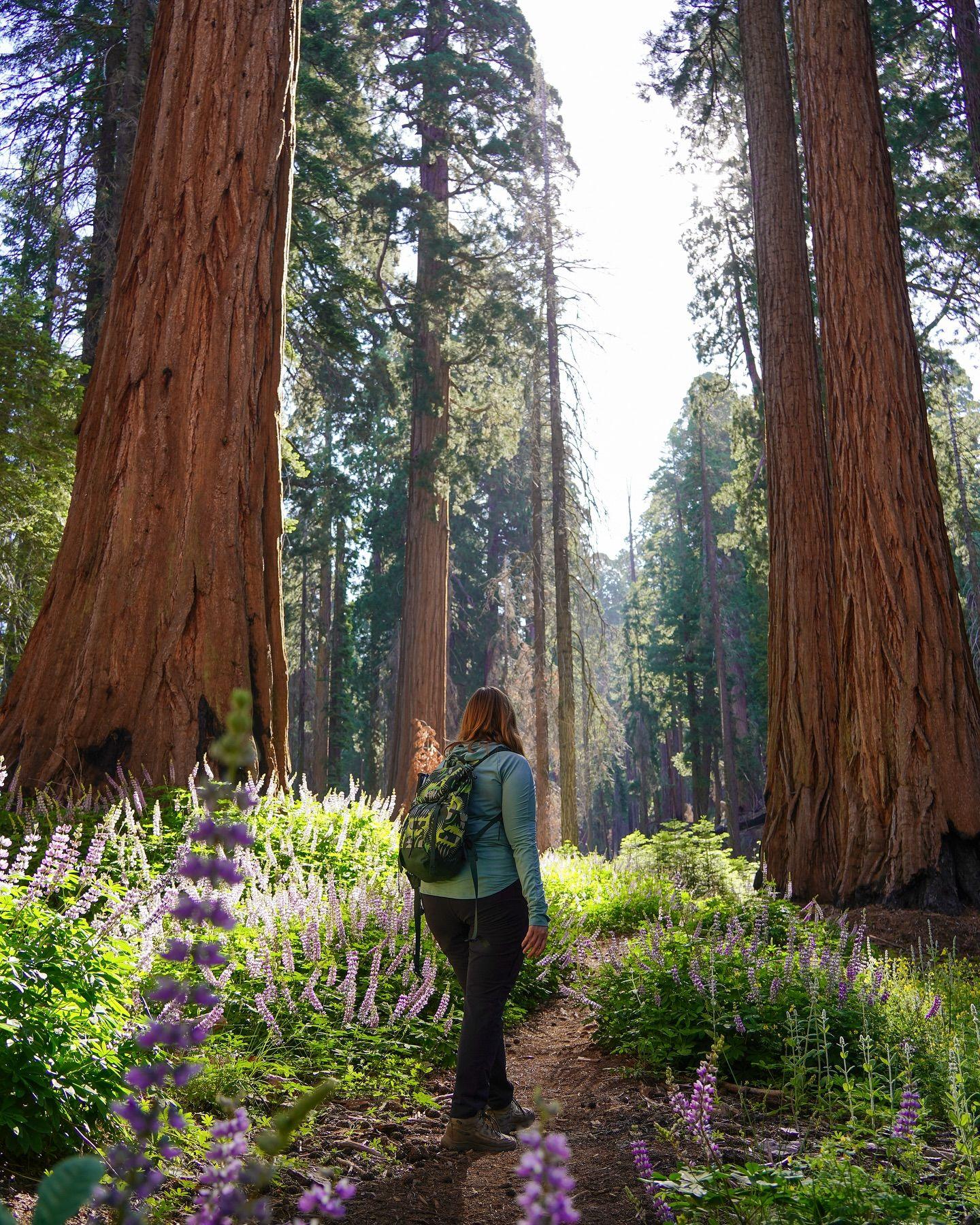 ✨Scenes from Sequoia and Kings Canyon National Parks ✨