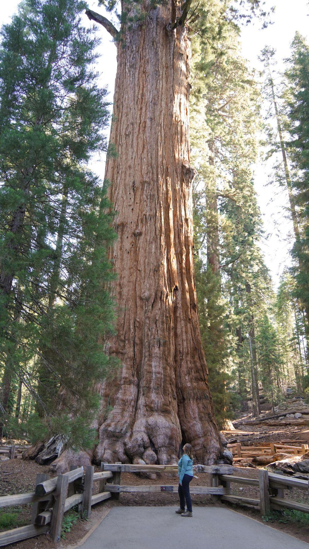 Did you know that Sequoia National Park is home to the LARGEST trees in the world? 