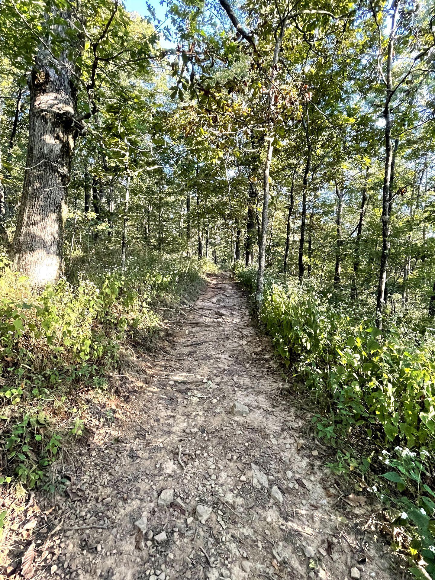 A view of the Signal Hill trail. A dirt path leads upward with green trees on either side.