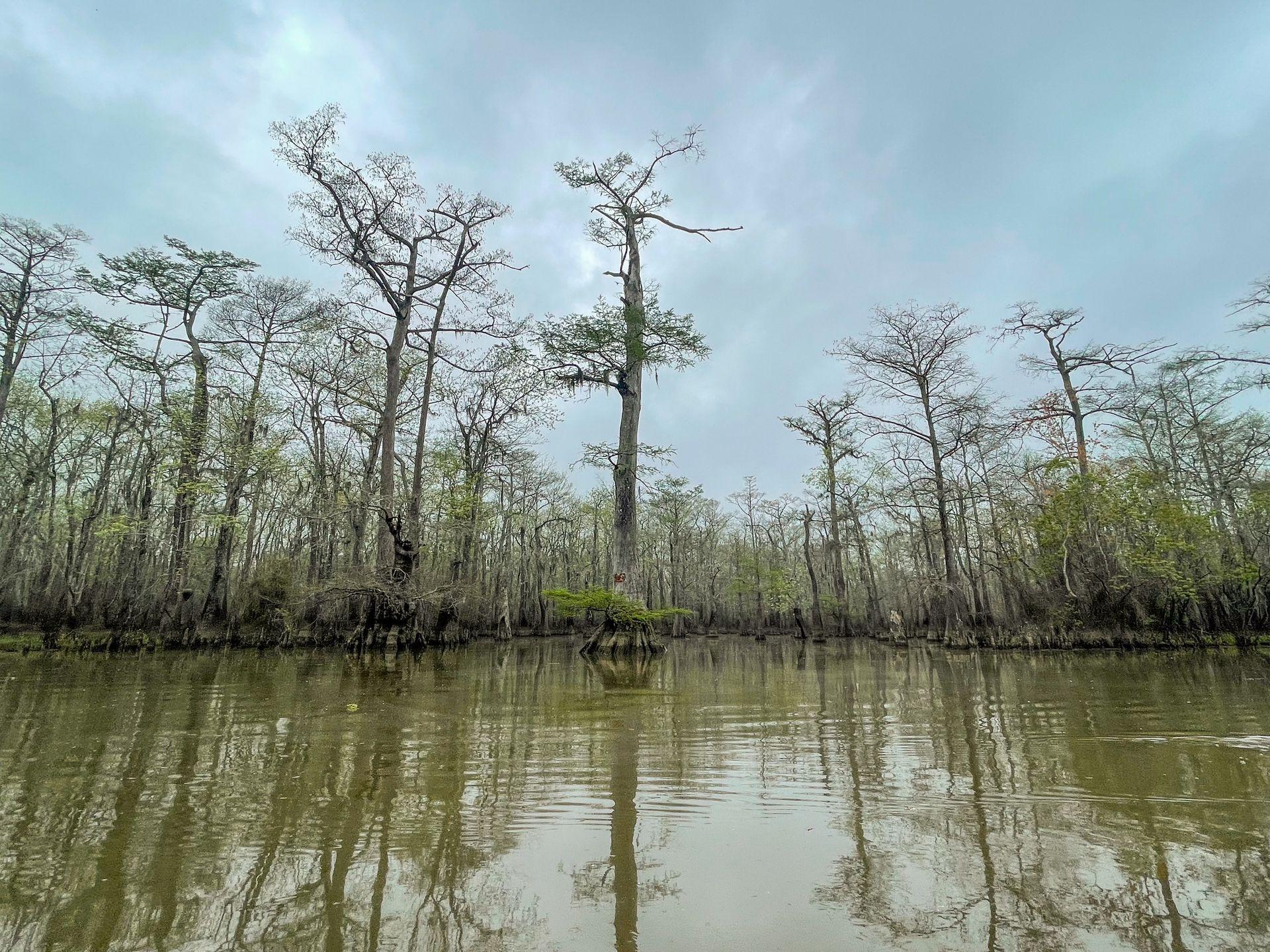 Looking at a green lake with cypress trees growing out of the water.