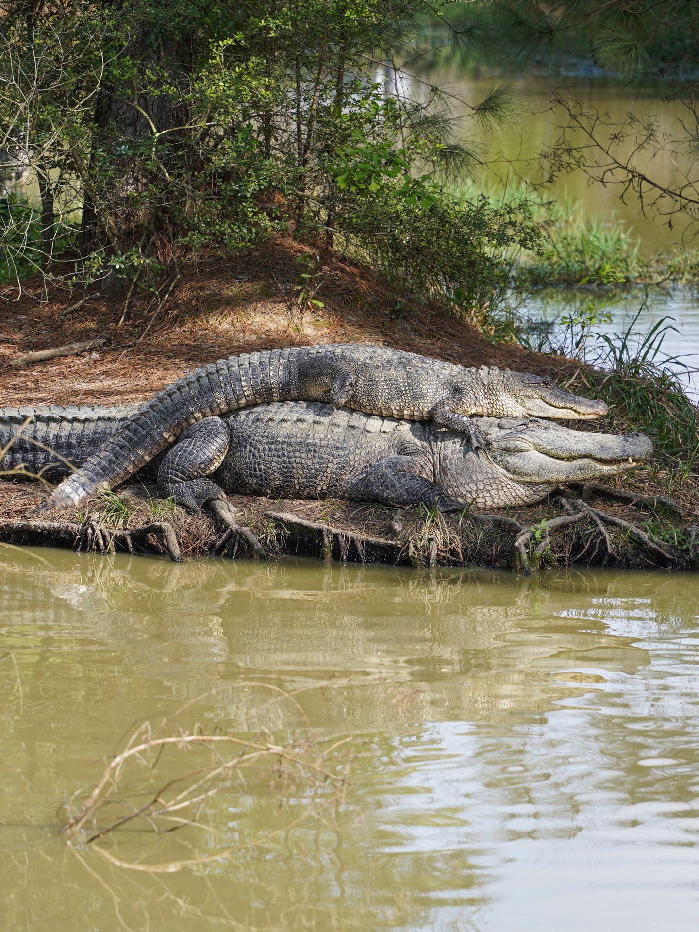 Two alligators laying on top of eachother at Gator Country