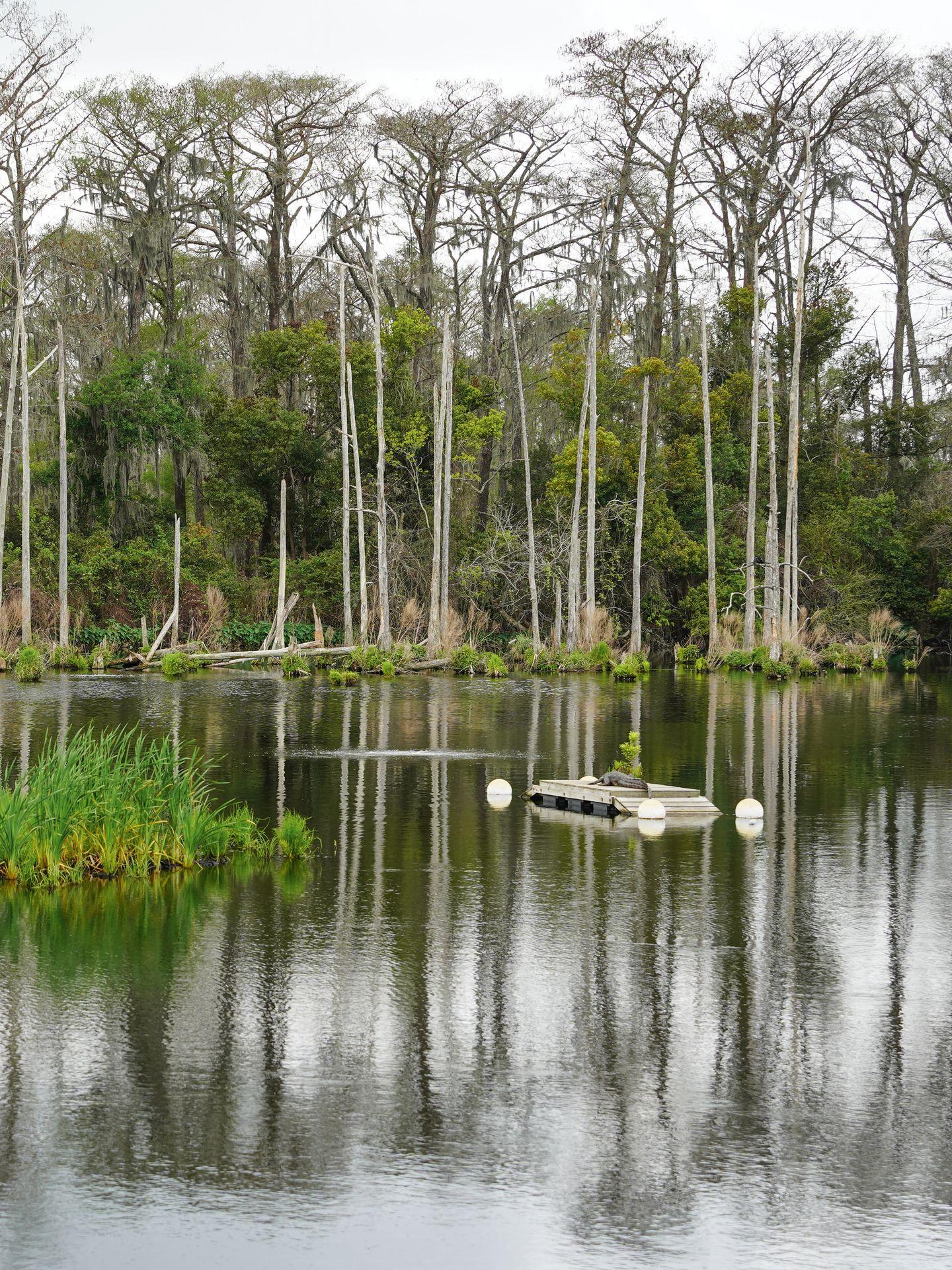 A lake with a reflection of trees at Shangri La Botanical Gardens. An alligator lays on a floating island in the distance.