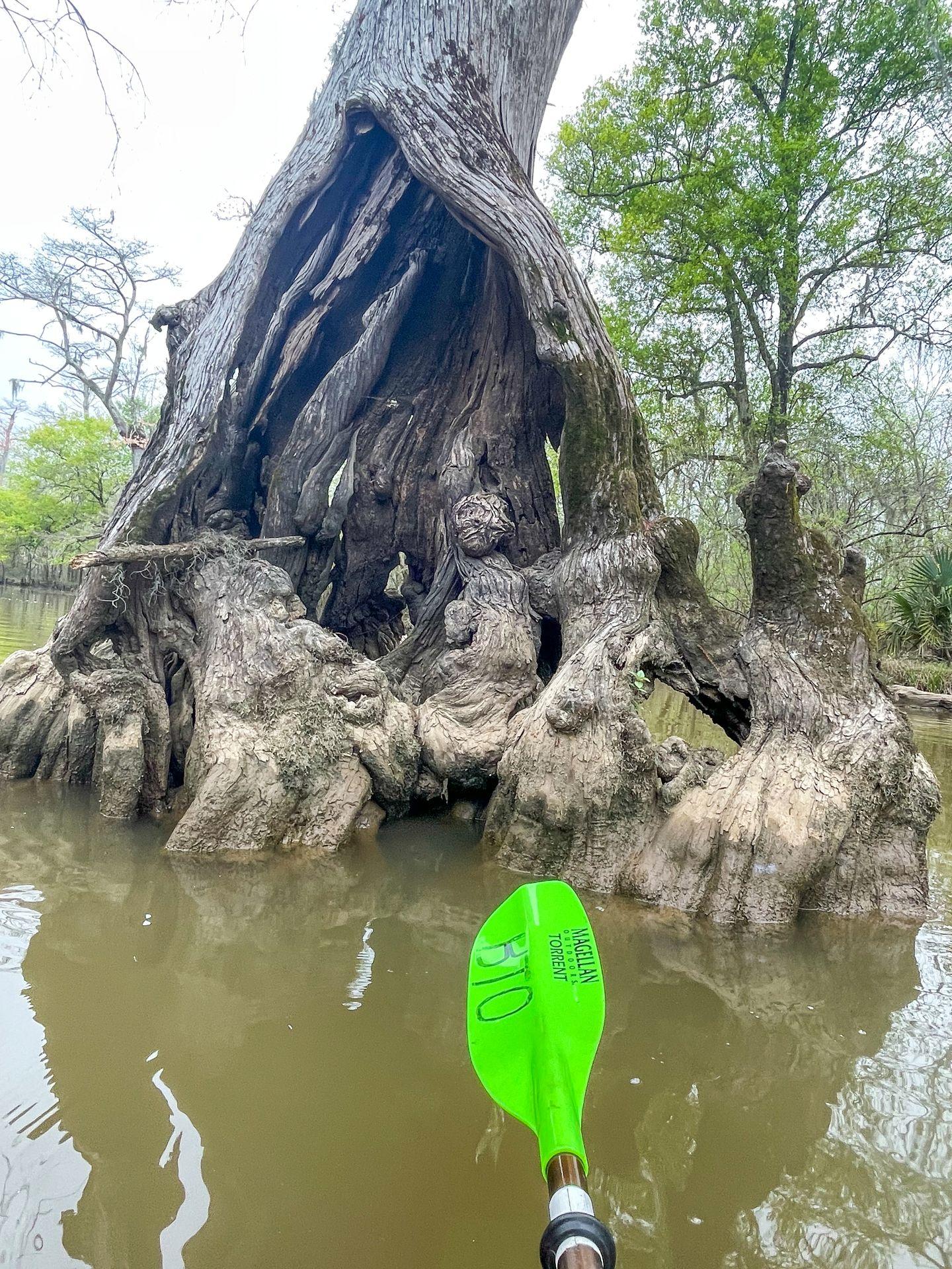 A tree with a root that resembles a woman-like figure.