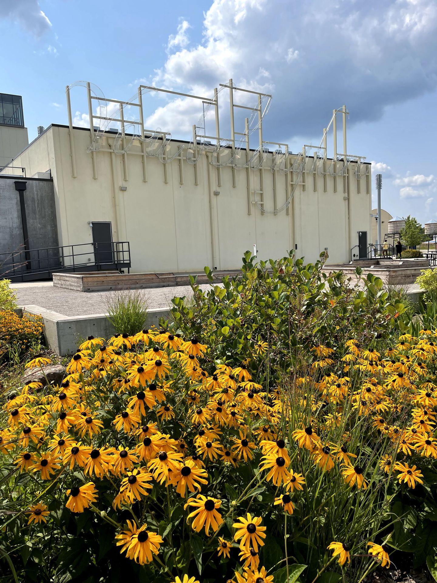 Several yellow flowers with The Momentary in the background.