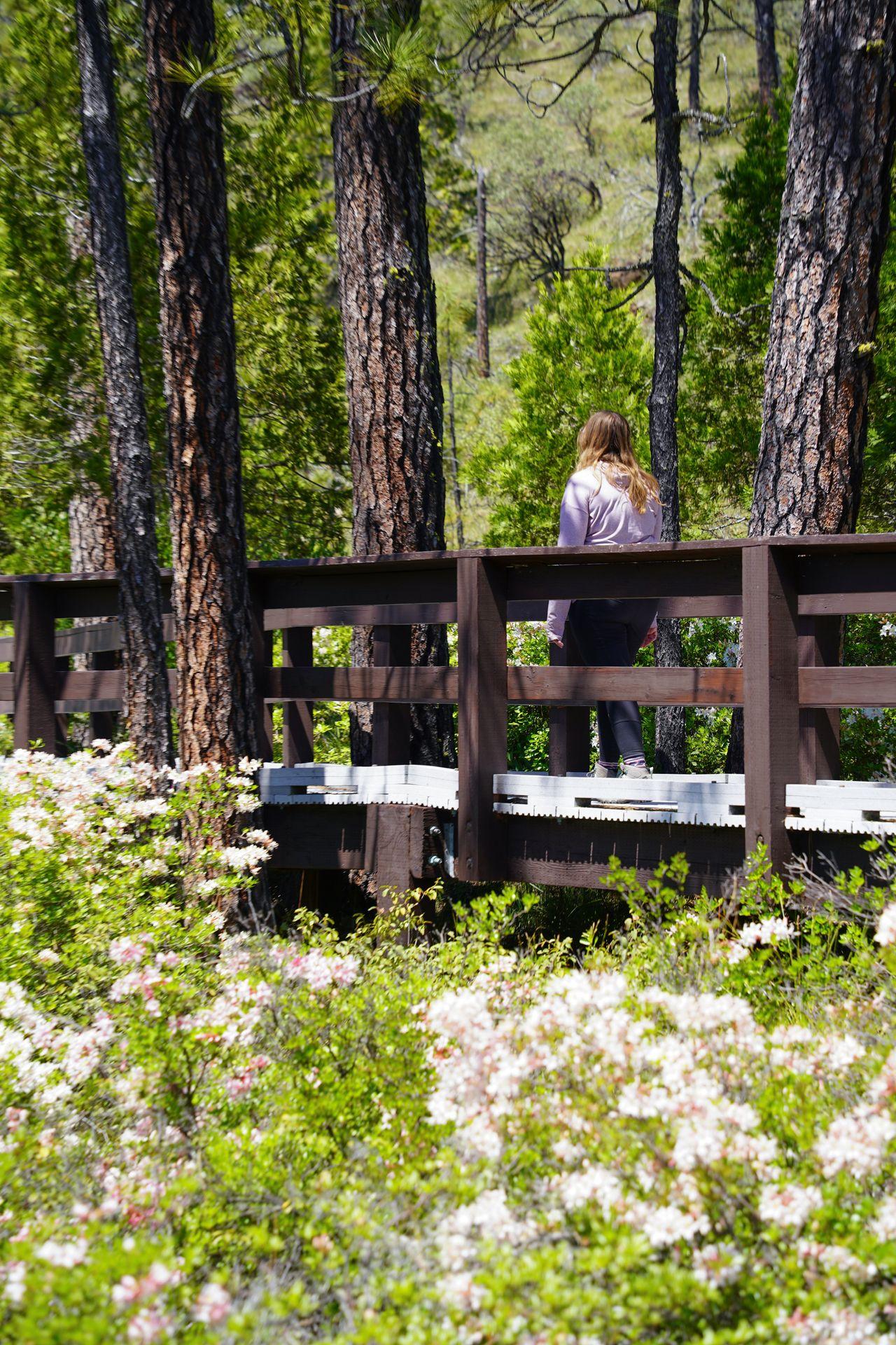 Lydia walking on a boardwalk with pink flowers in the foreground next to the boardwalk