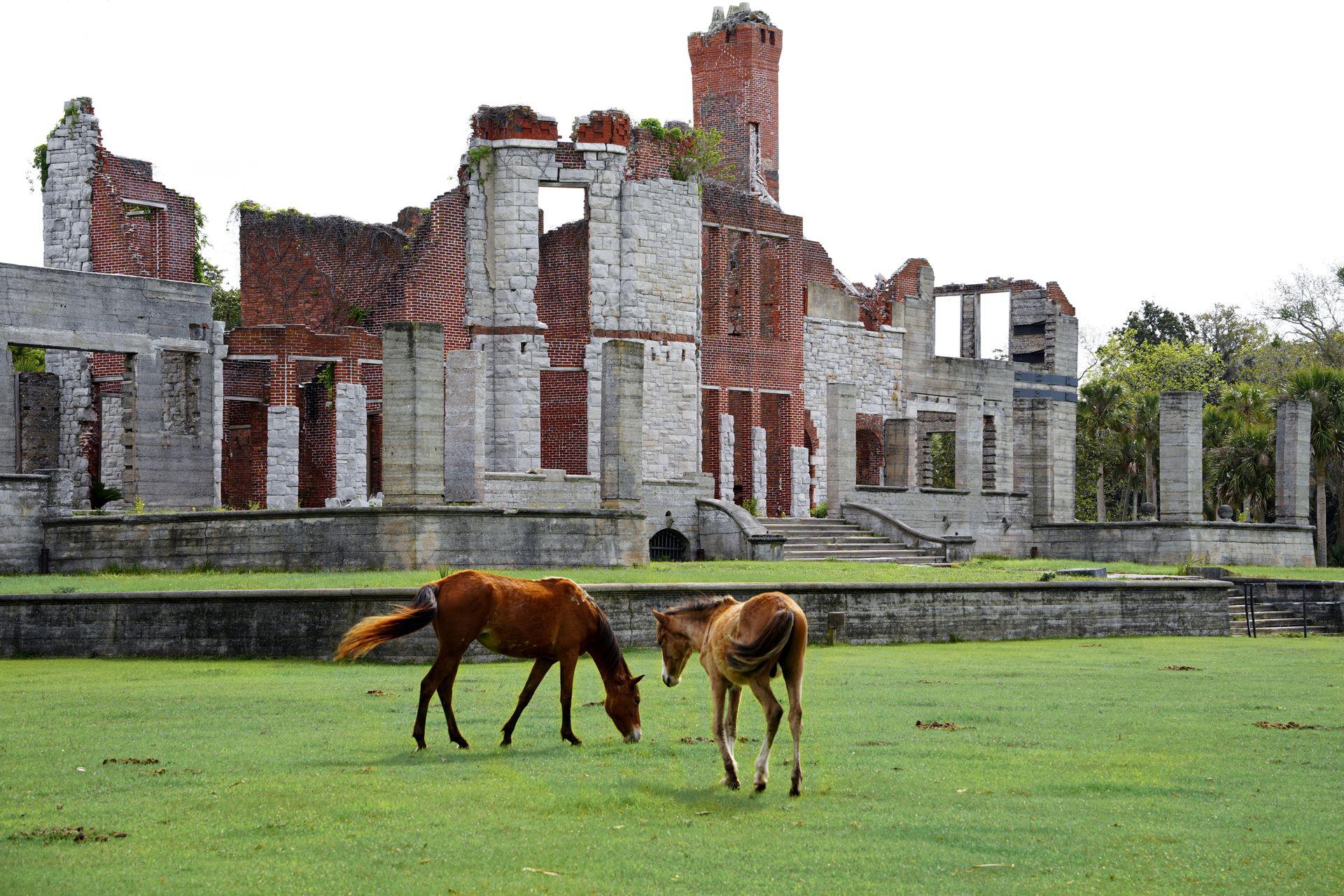 Two horses, one grazing, in front of the Dungeness Ruins at Cumberland Island