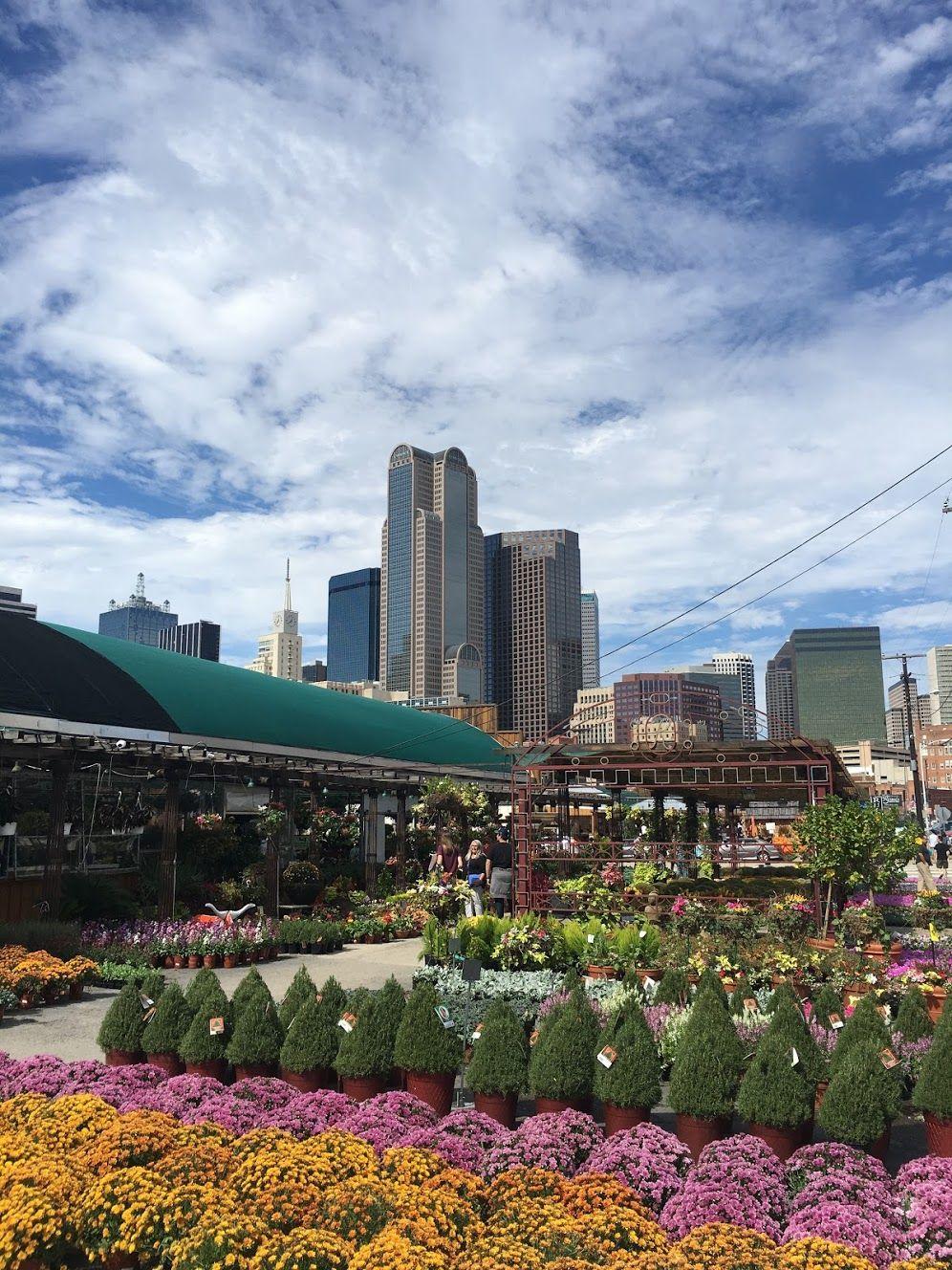 An outdoor space with yellow and pink flowers, and mini pine trees outside of Ruibal's Plants in downtown Dallas.