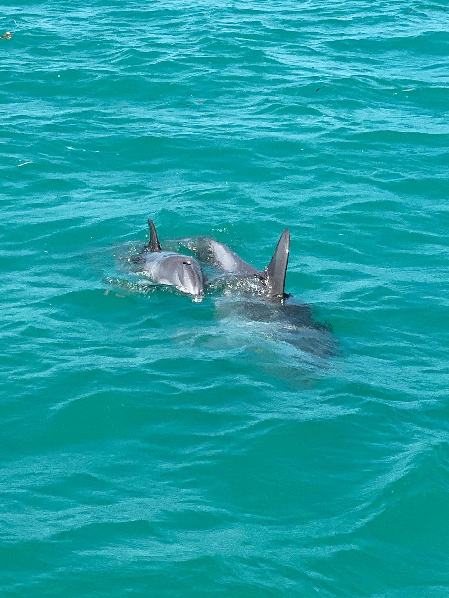 Two dolphins swimming next to each other in turquoise blue water