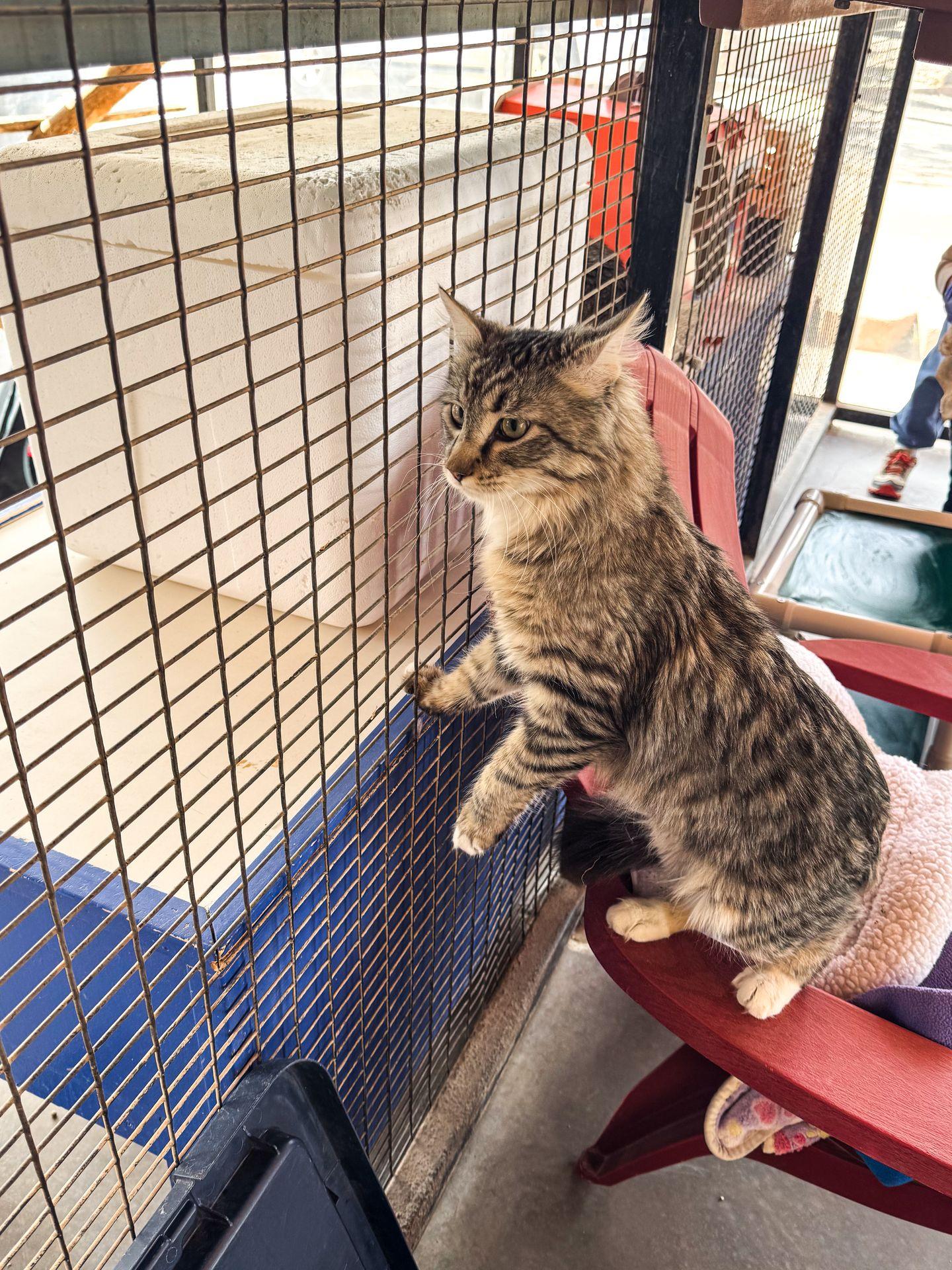 A cat up for adoption at Best Friends Animal Sanctuary