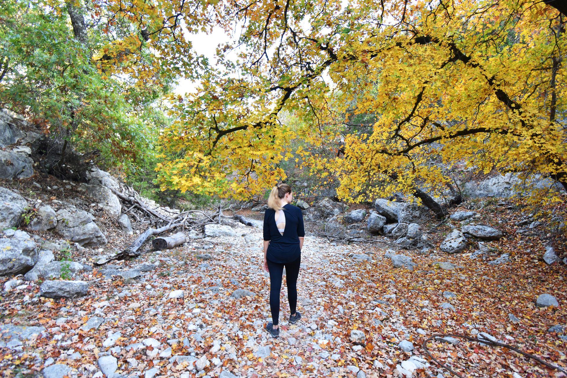 Lydia standing below a tree with bright yellow leaves in Lost Maples State Park.